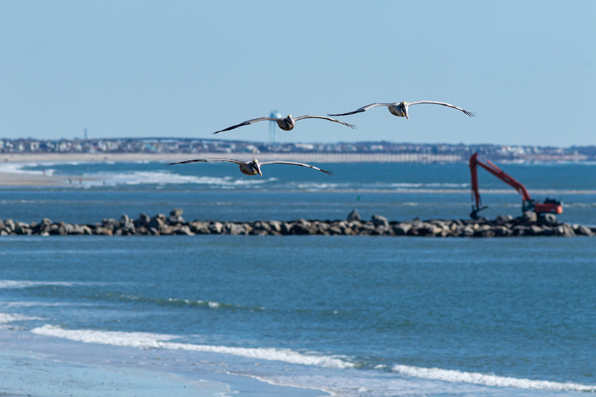 Pelicans at eye level 4, OIB east end