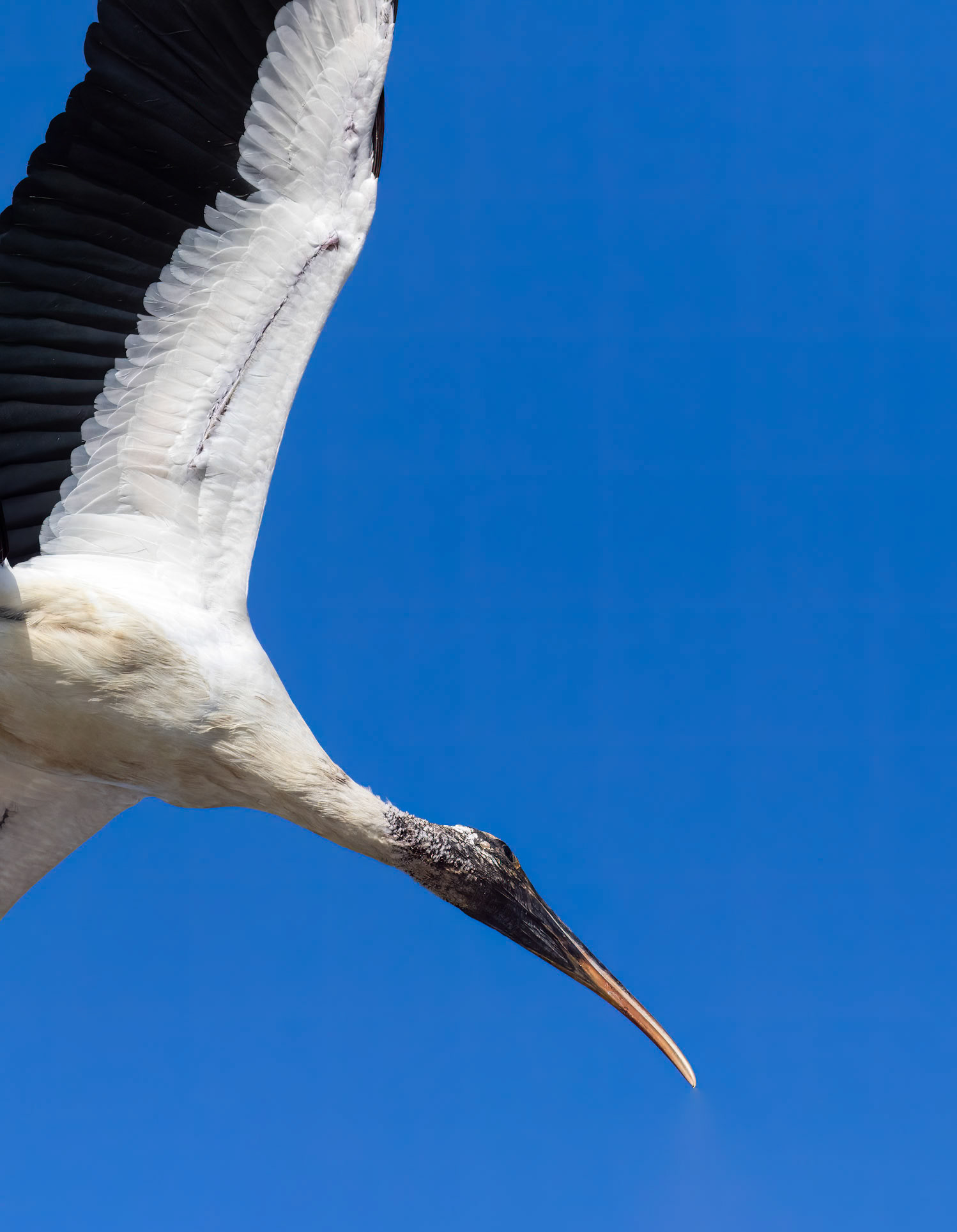 Woodstork 8, Huntington Beach State Park, SC