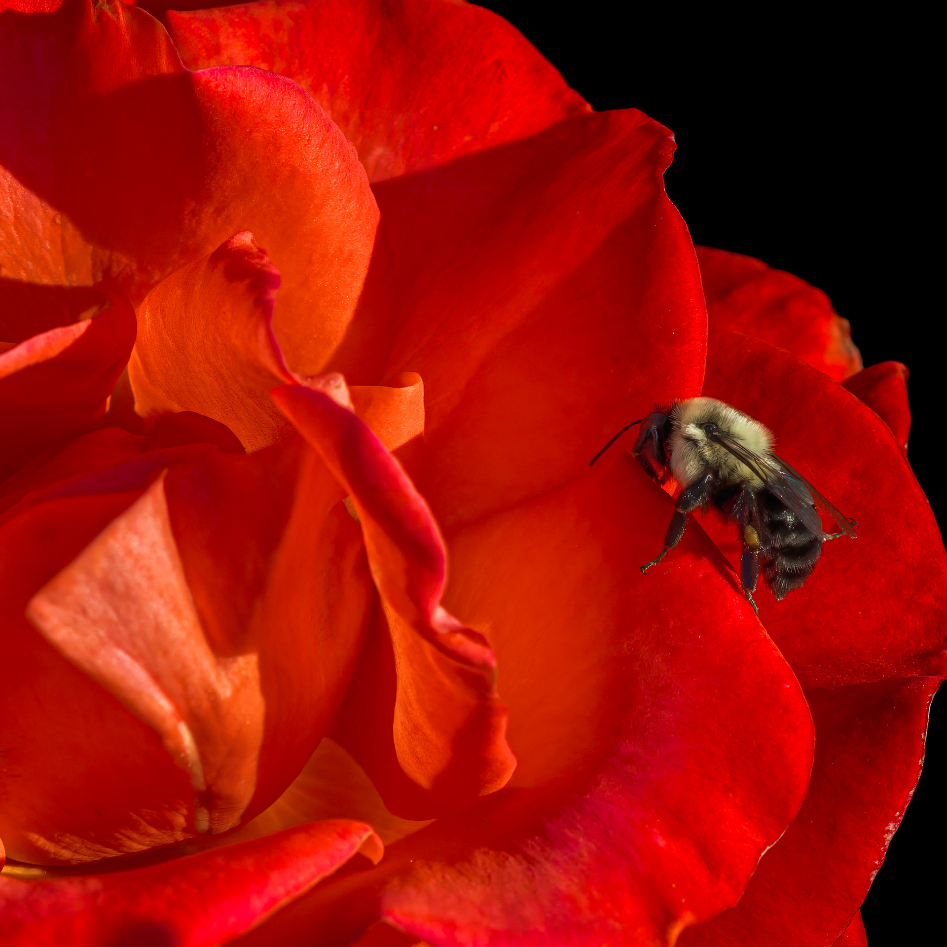 Rose 24, Brunswick County Botanical Gardens