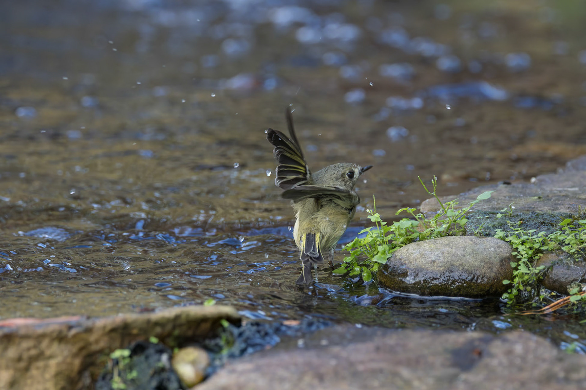 Ruby crowned kinglet 6, The Nuth House, Clemson, SC