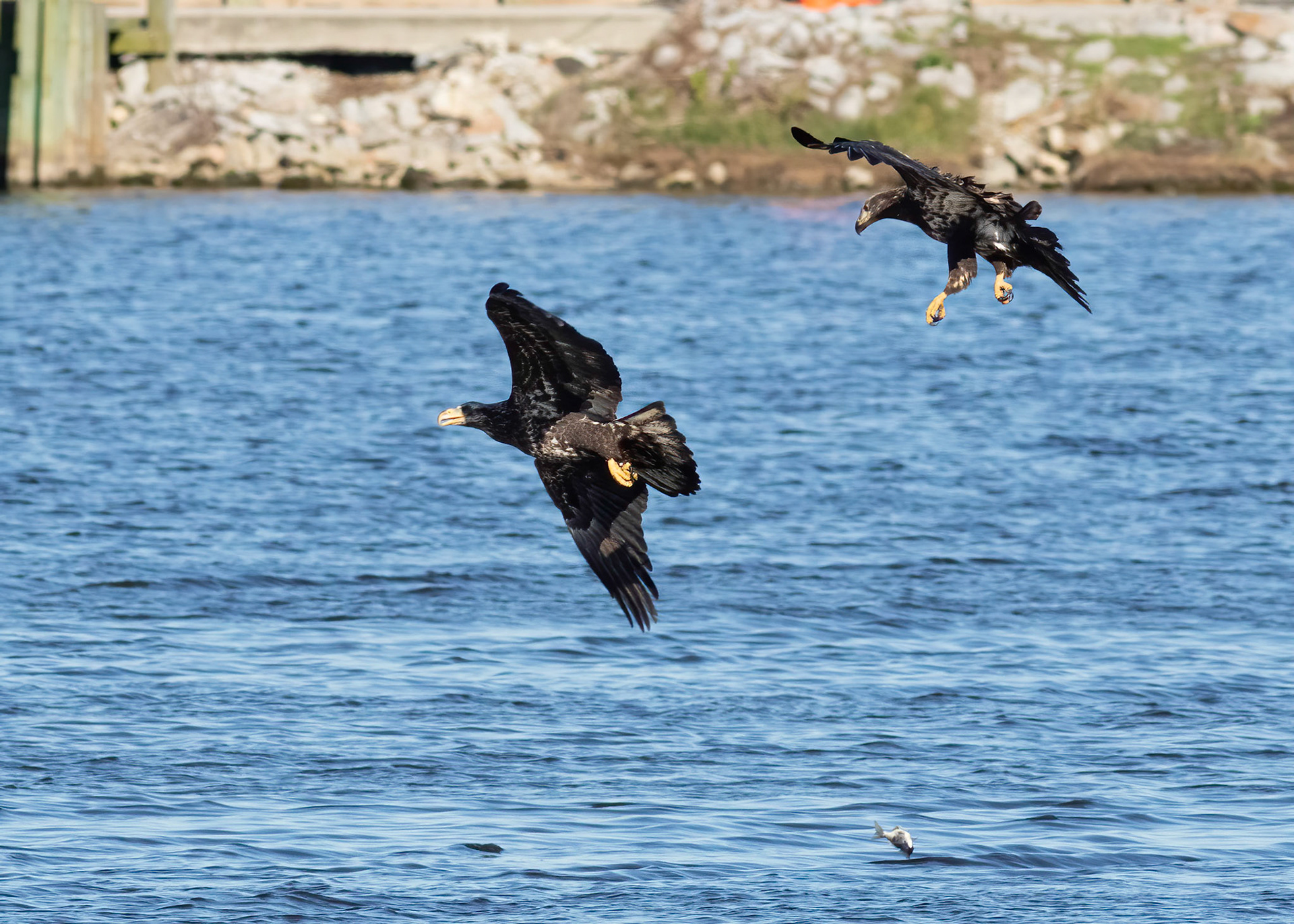 Bald eagle 8, Juvenile &amp; Immature, Huntington Beach SC