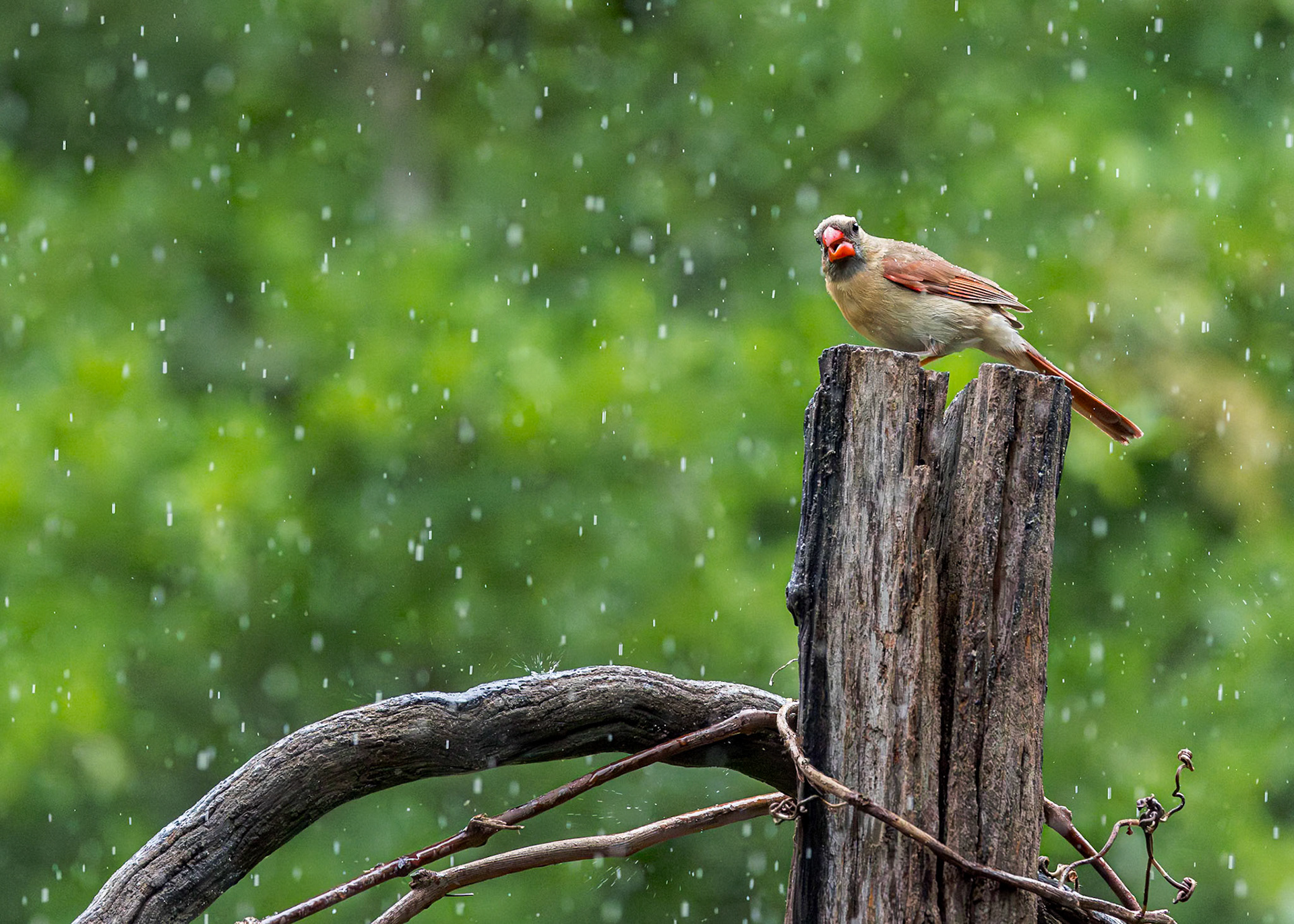 Cardinal 19, The Nut House, Clemson, SC