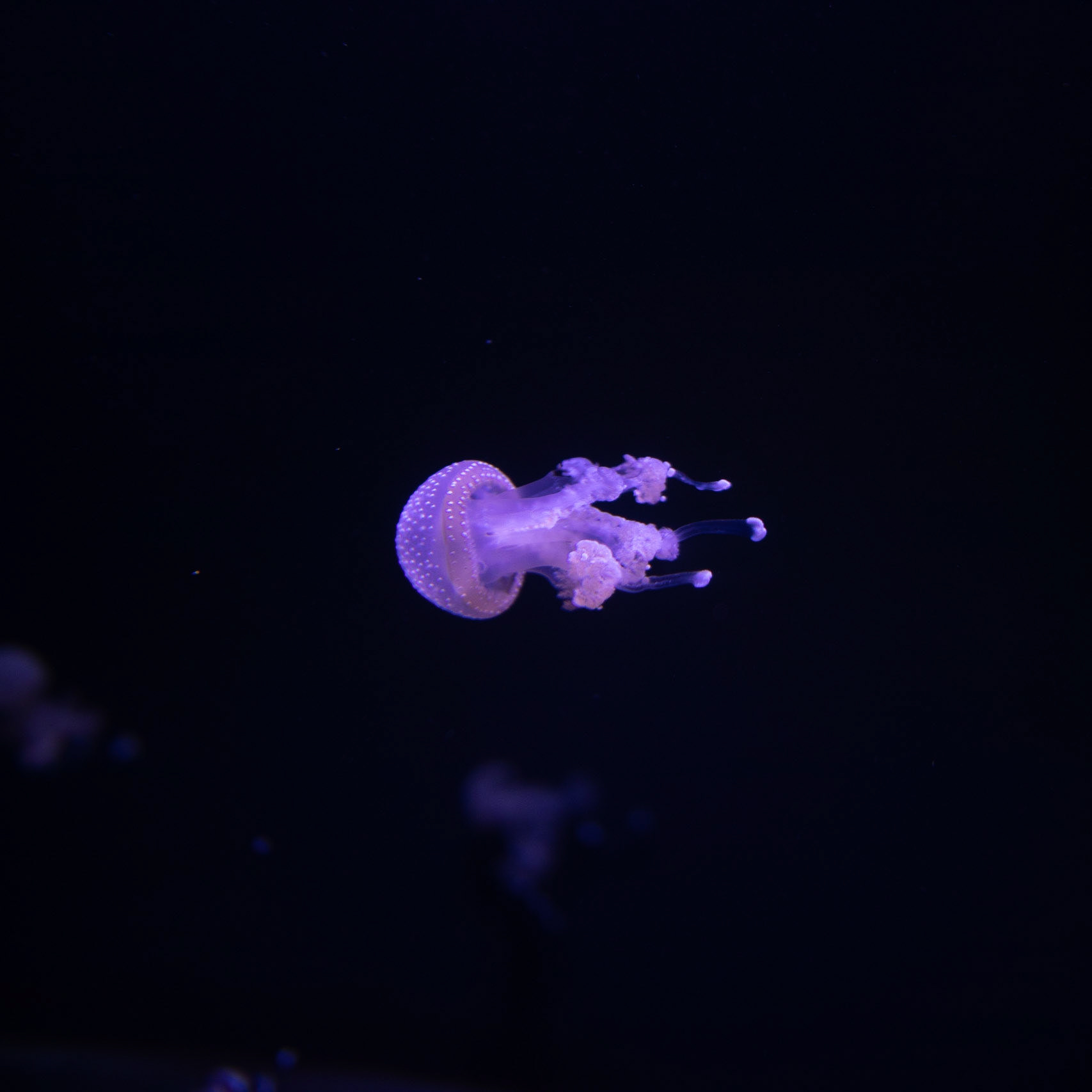 Jellyfish 3, Fort Fisher