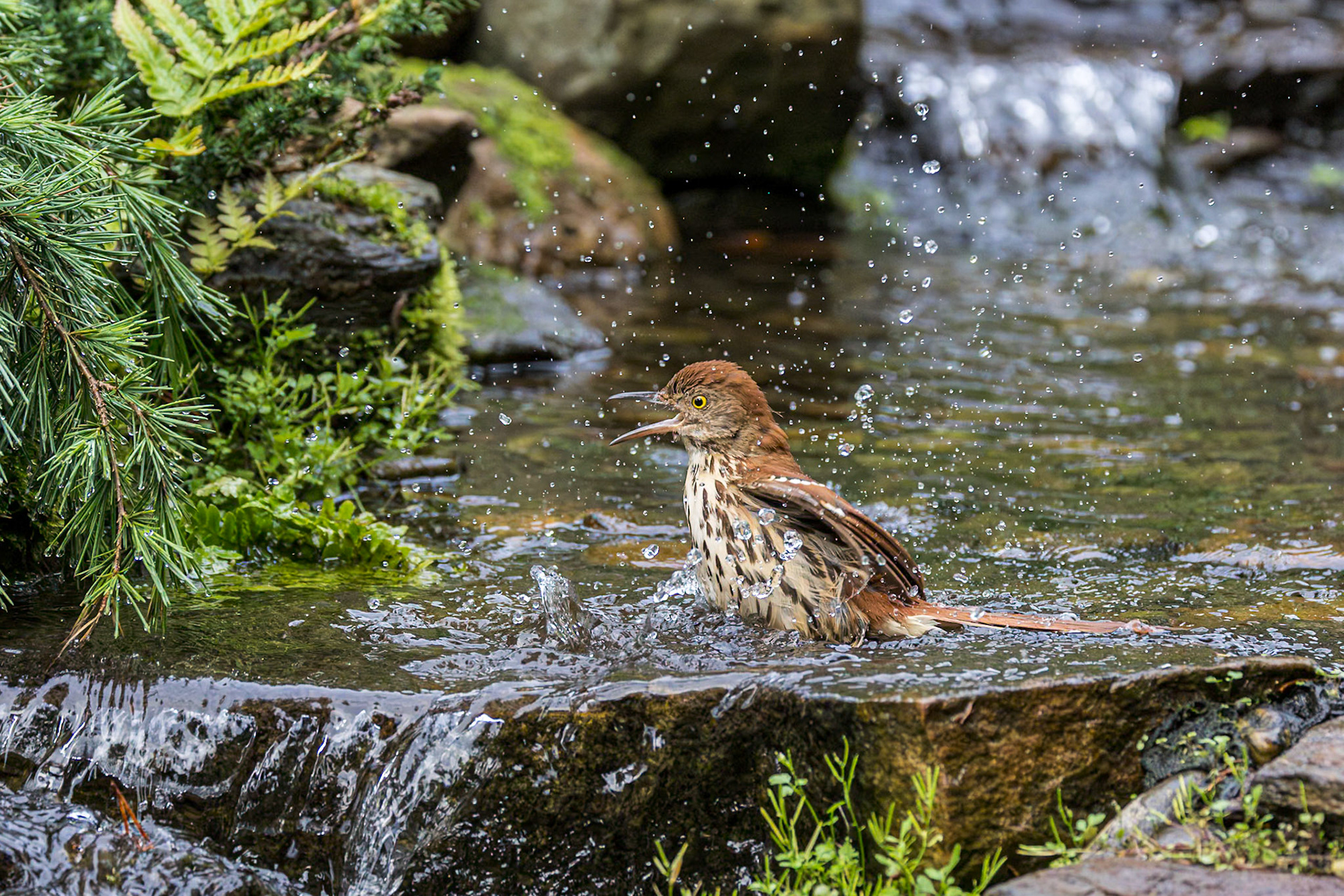 Brown Thrasher 8, The Nut House, Clemson, SC