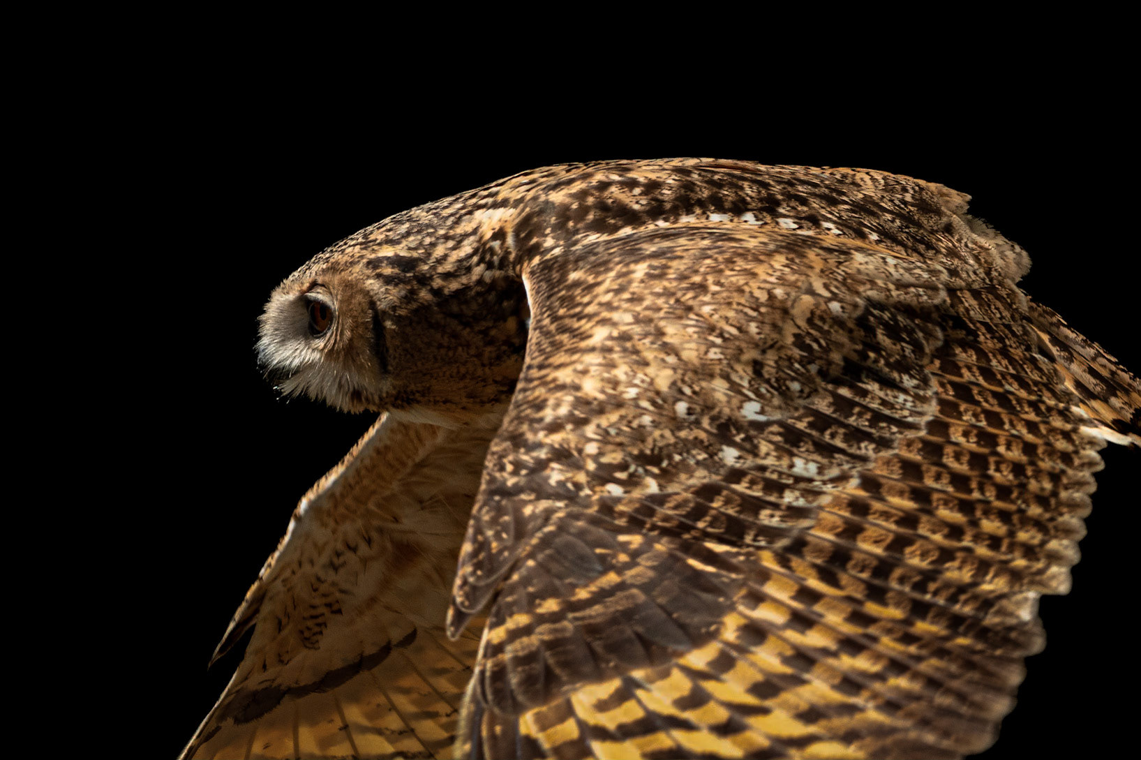 Dessert eagle owl 7, The Center for Birds of Prey, Awendaw, SC, SCAIR 68