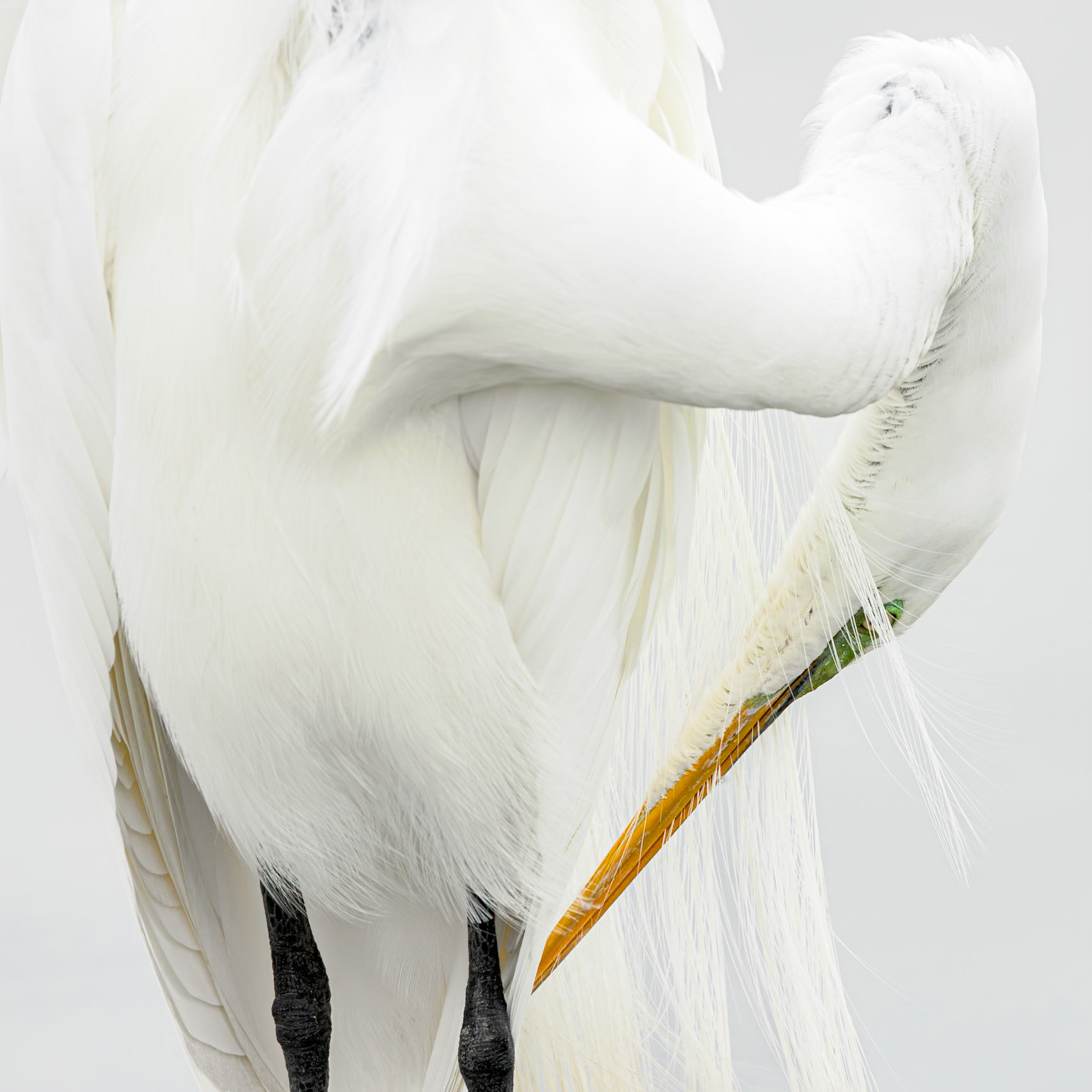 Great egret 96, Huntington Beach State Park