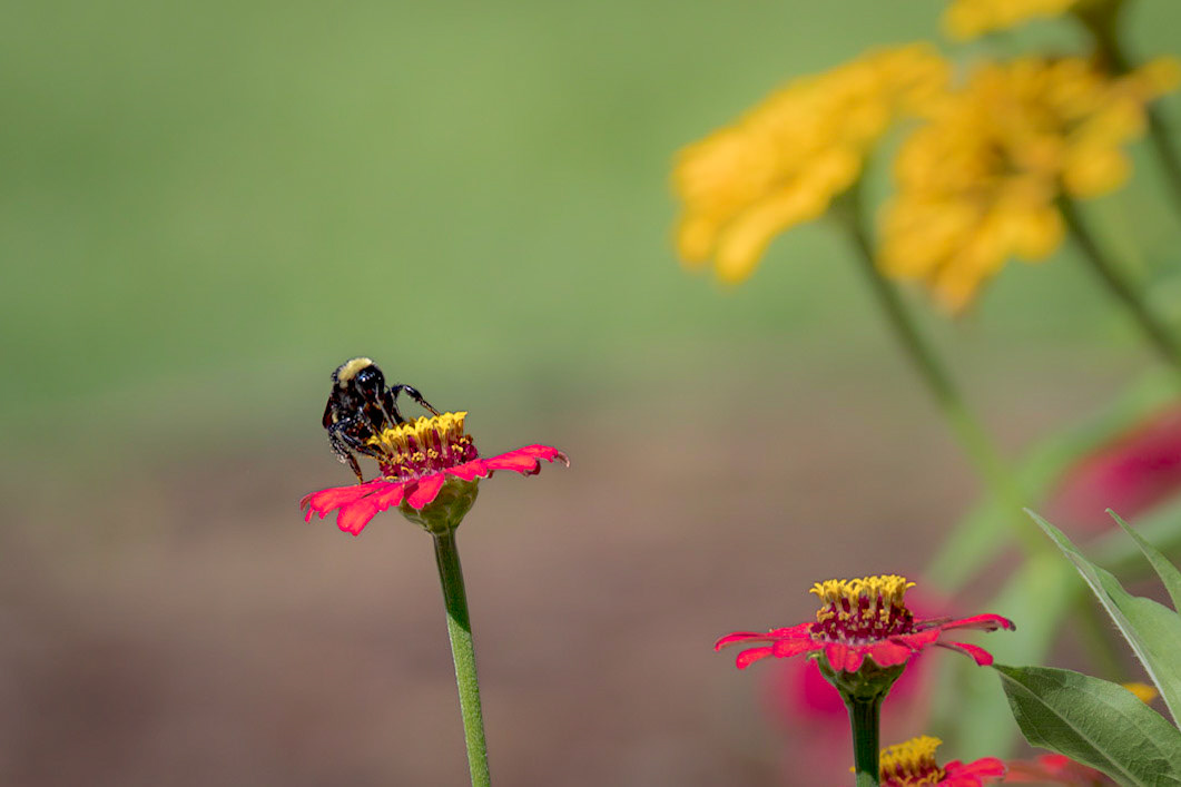 Bees on zinia 19, Brunswick County Botanical Gardens
