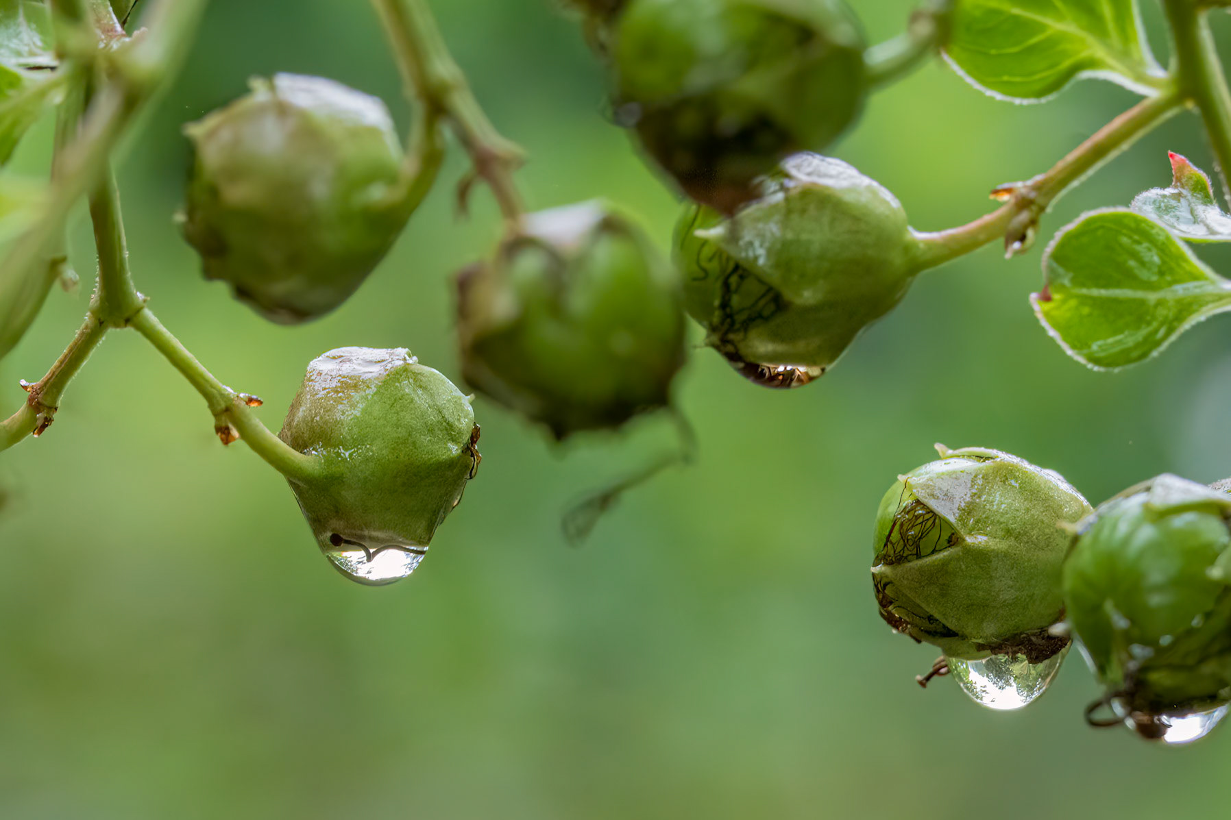 Crape Myrtle 1, Bruswick County Botanical Gardens