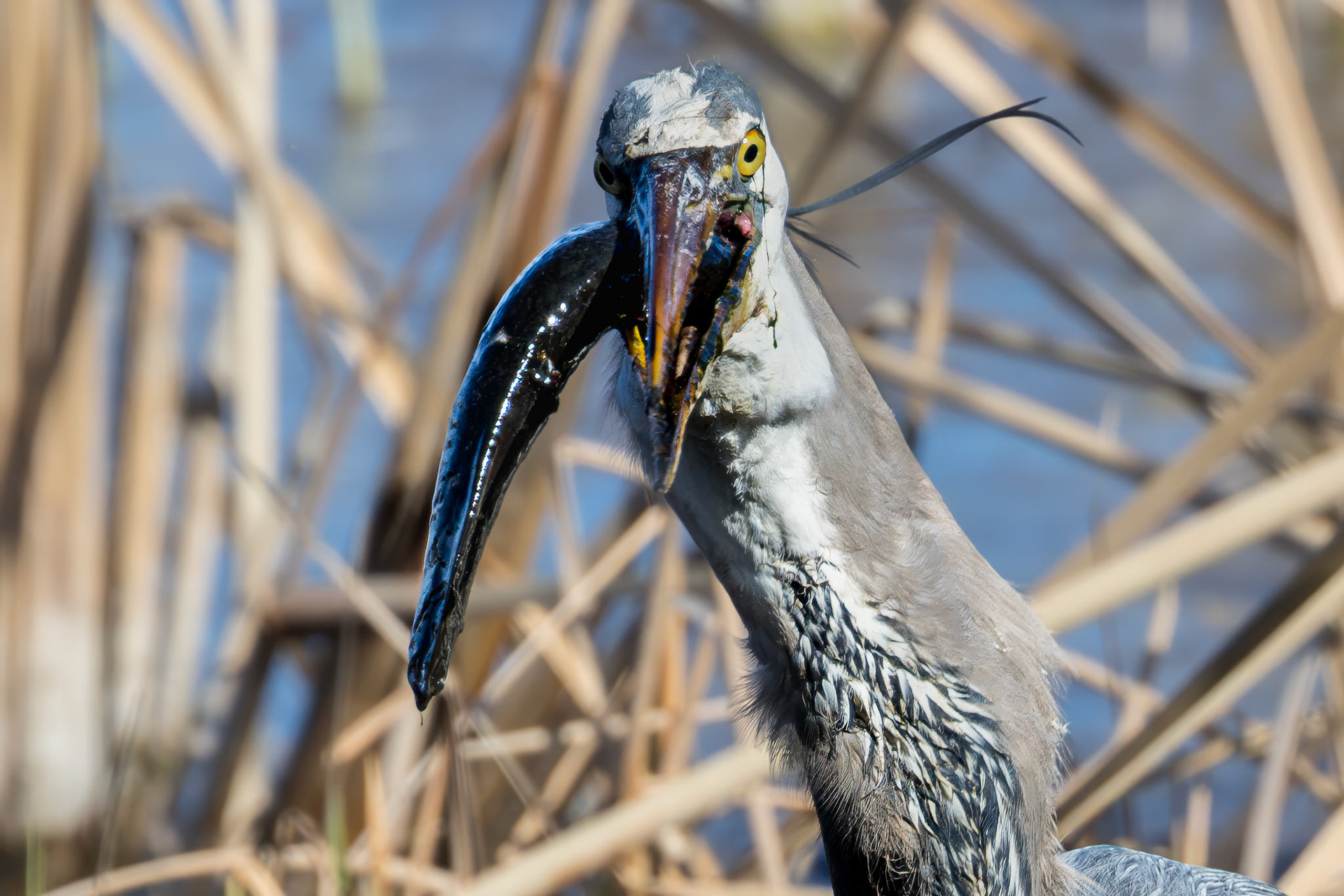 Great blue heron 83, Huntington Beach State Park, SC