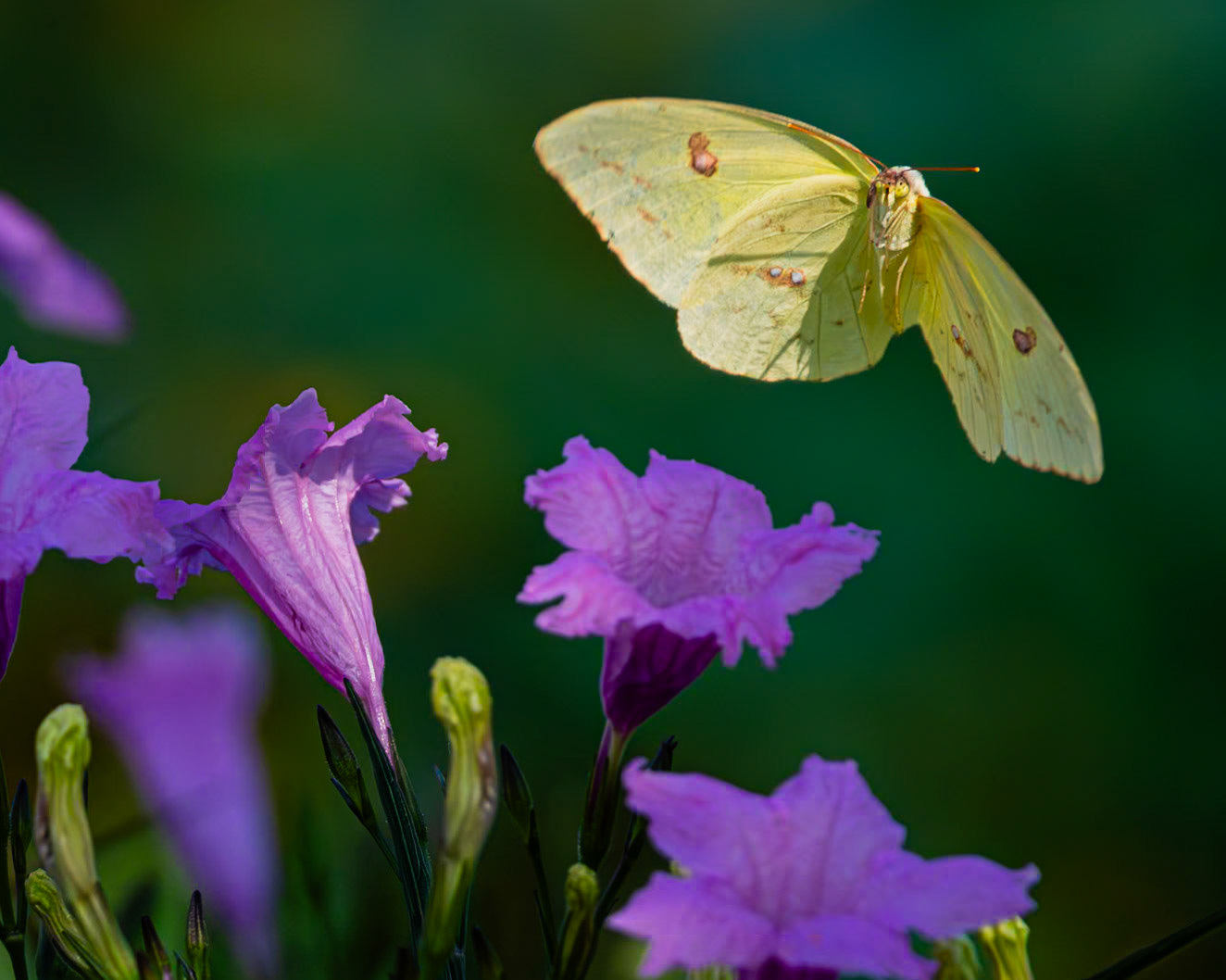 Cloudless sulfur on petunia 1a, Brunswick County Botanical Gardens