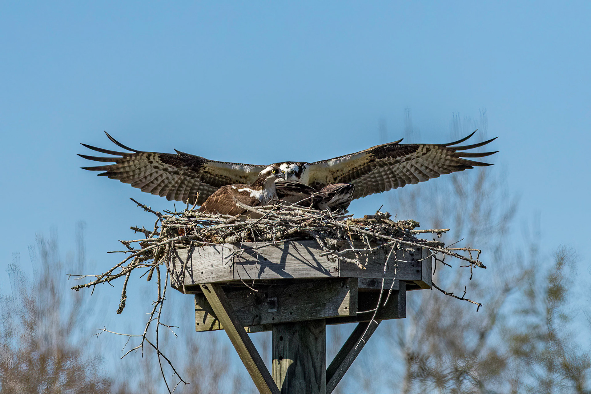Osprey Fight 1, platforms, Sea Trail