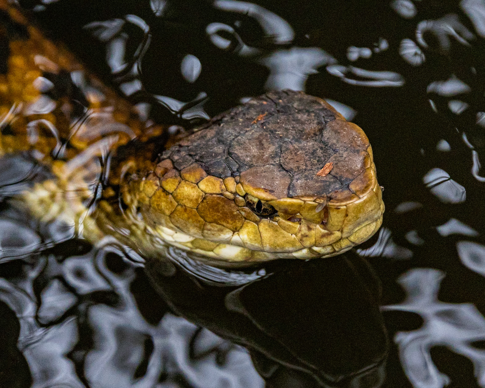 Cottonmouth/watermoccasin 1, Beidler Audubon Swamp Forest