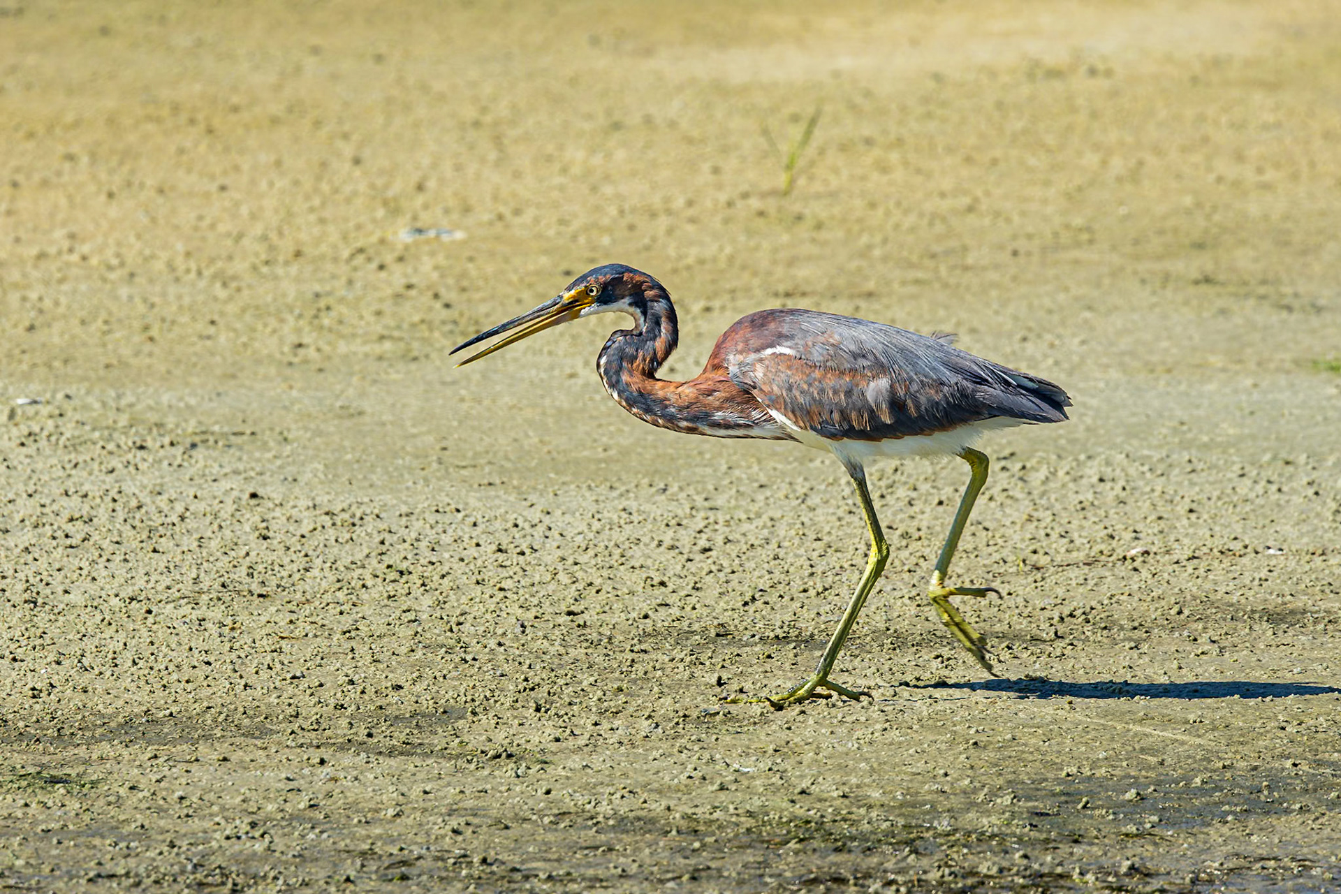 Tricolor heron 45, Huntington Beach State Park, SC