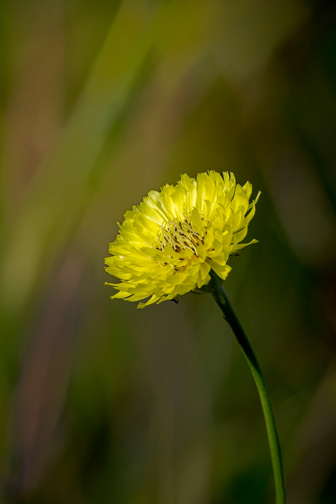 False dandelion 1, Greater Green Swamp area