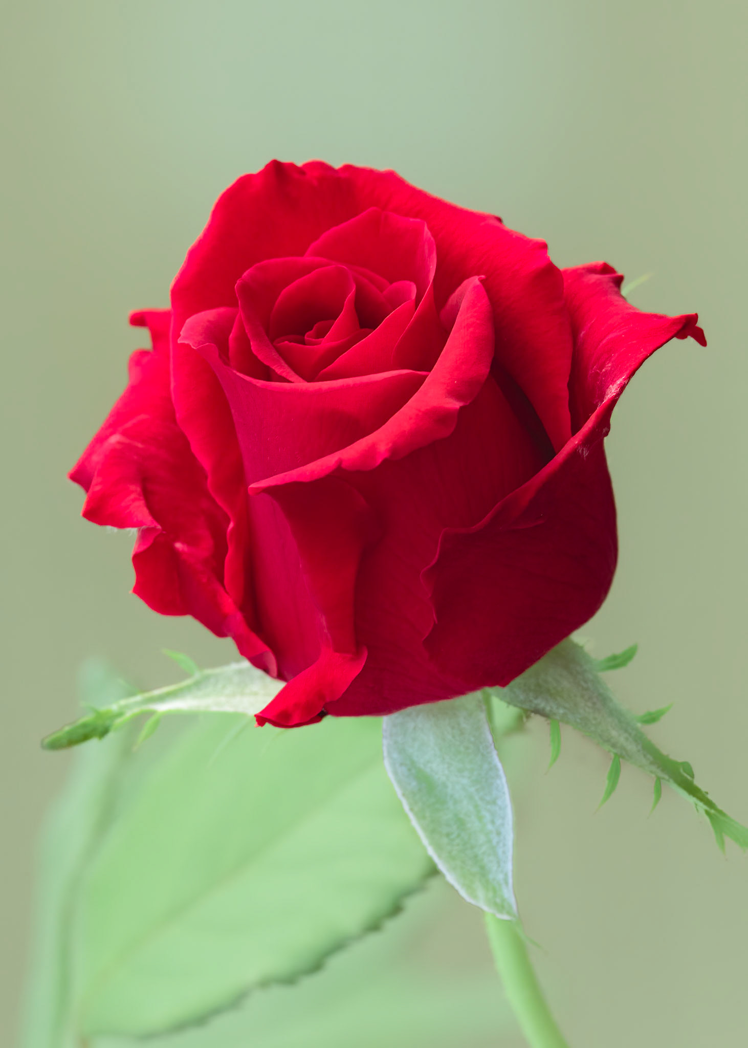 Rose 8, Brunswick County Botanical Gardens