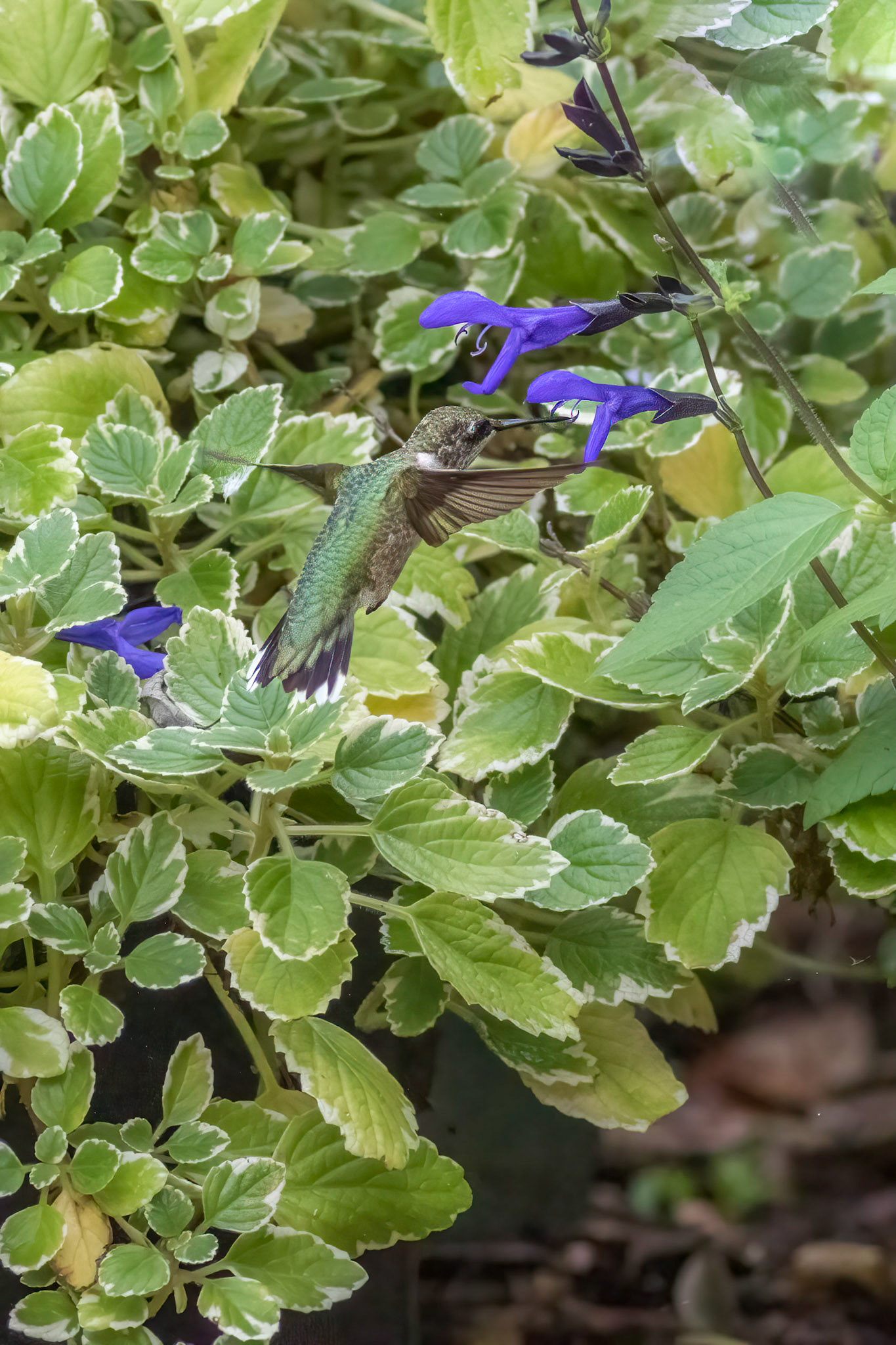 Hummingbird 0, Brunswick County Botanical Gardens