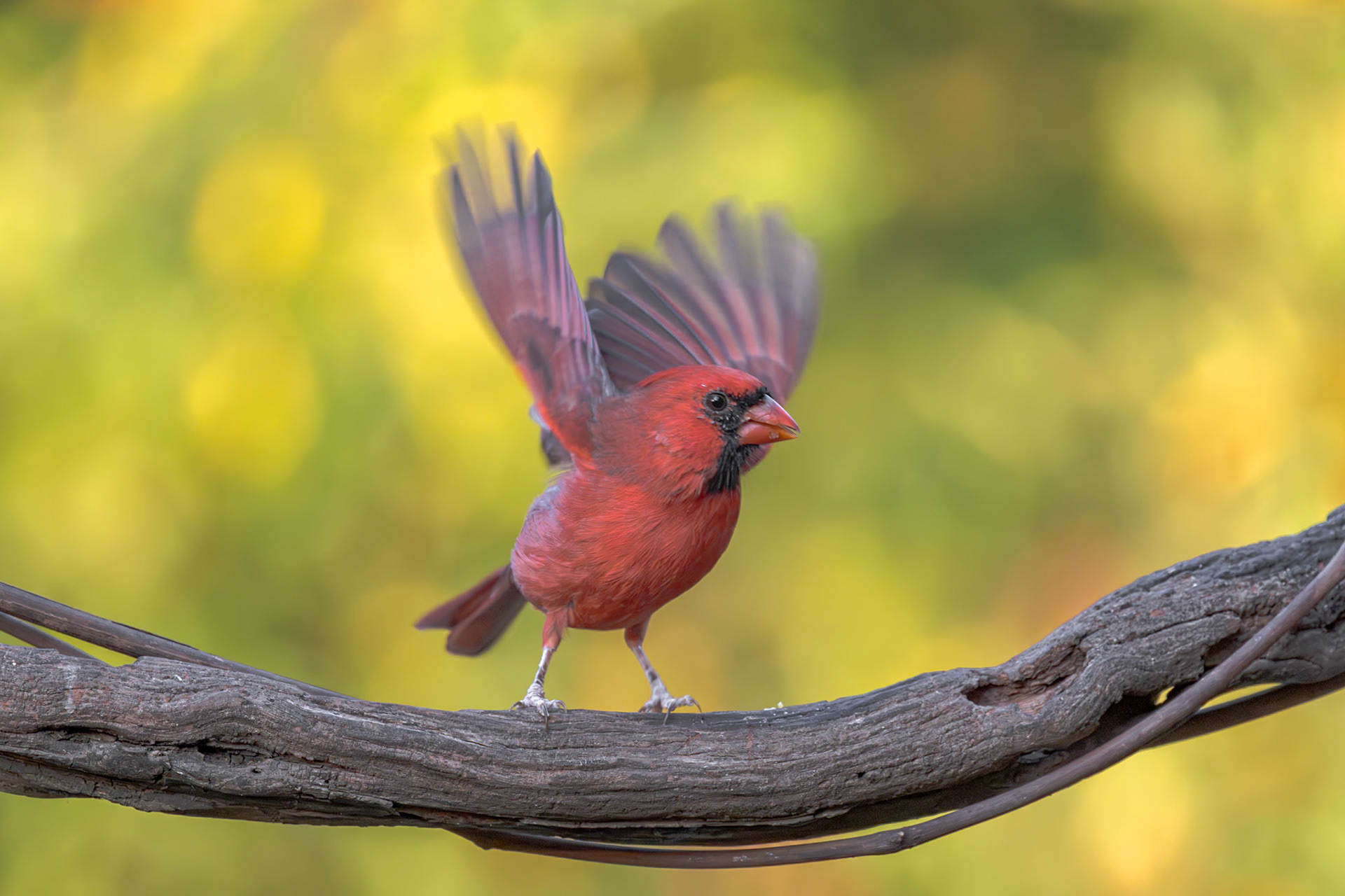 Male cardinal 9, The Nut House, Clemson, SC