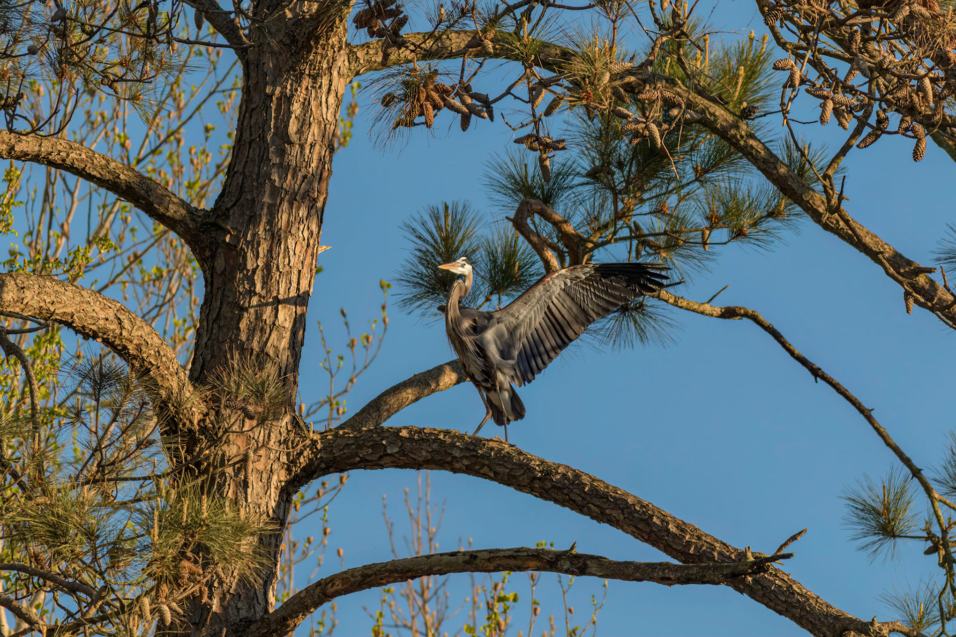 Rookery 51, Sea Trail