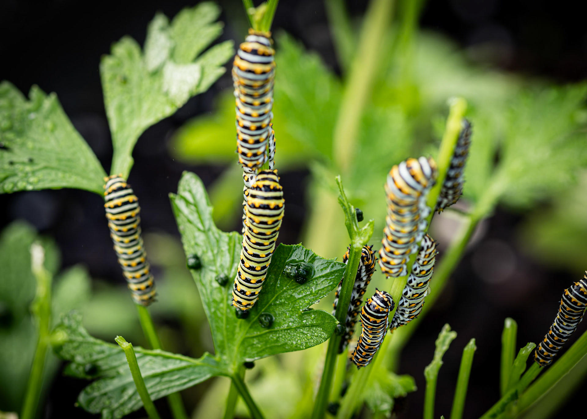 Black swallowtail caterpillar 1, Private home in Calabash, NC