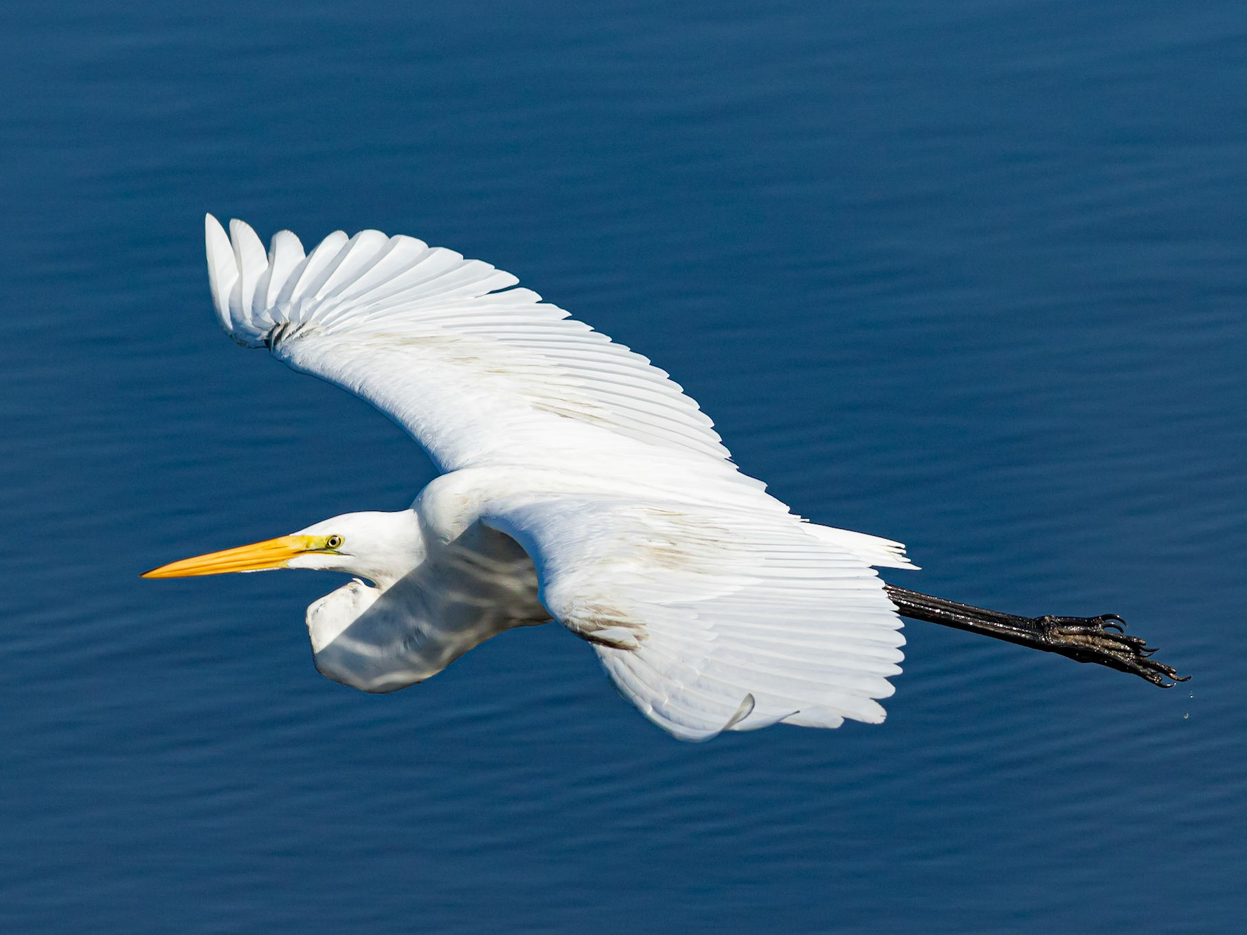 Great Egret 8, OIB, Gazebo behind chapel