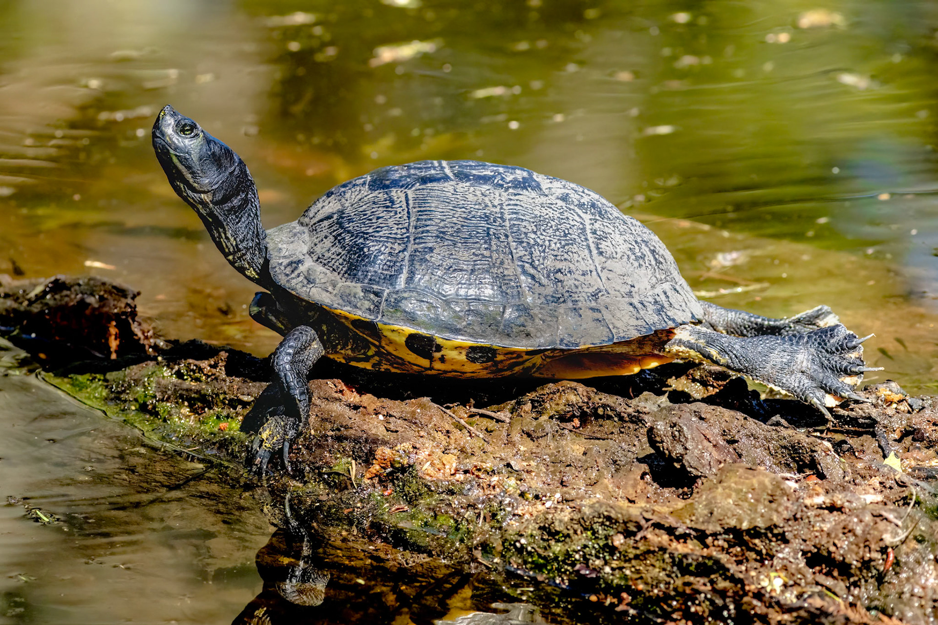 Turtle 5, Magnolia Plantation and Gardens, Charleston, SC