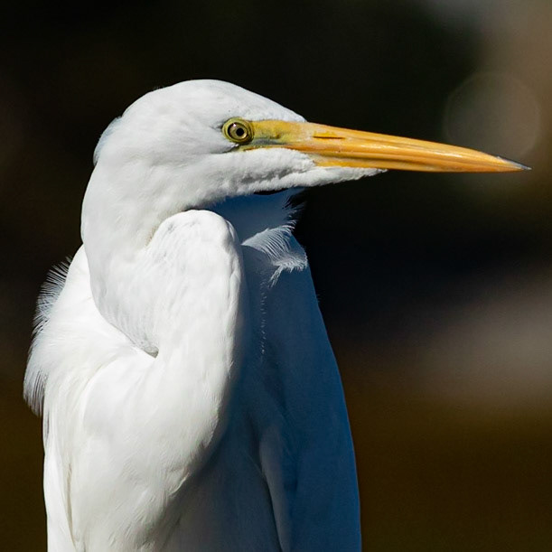 Great Egret 20, Ferry Landing Area