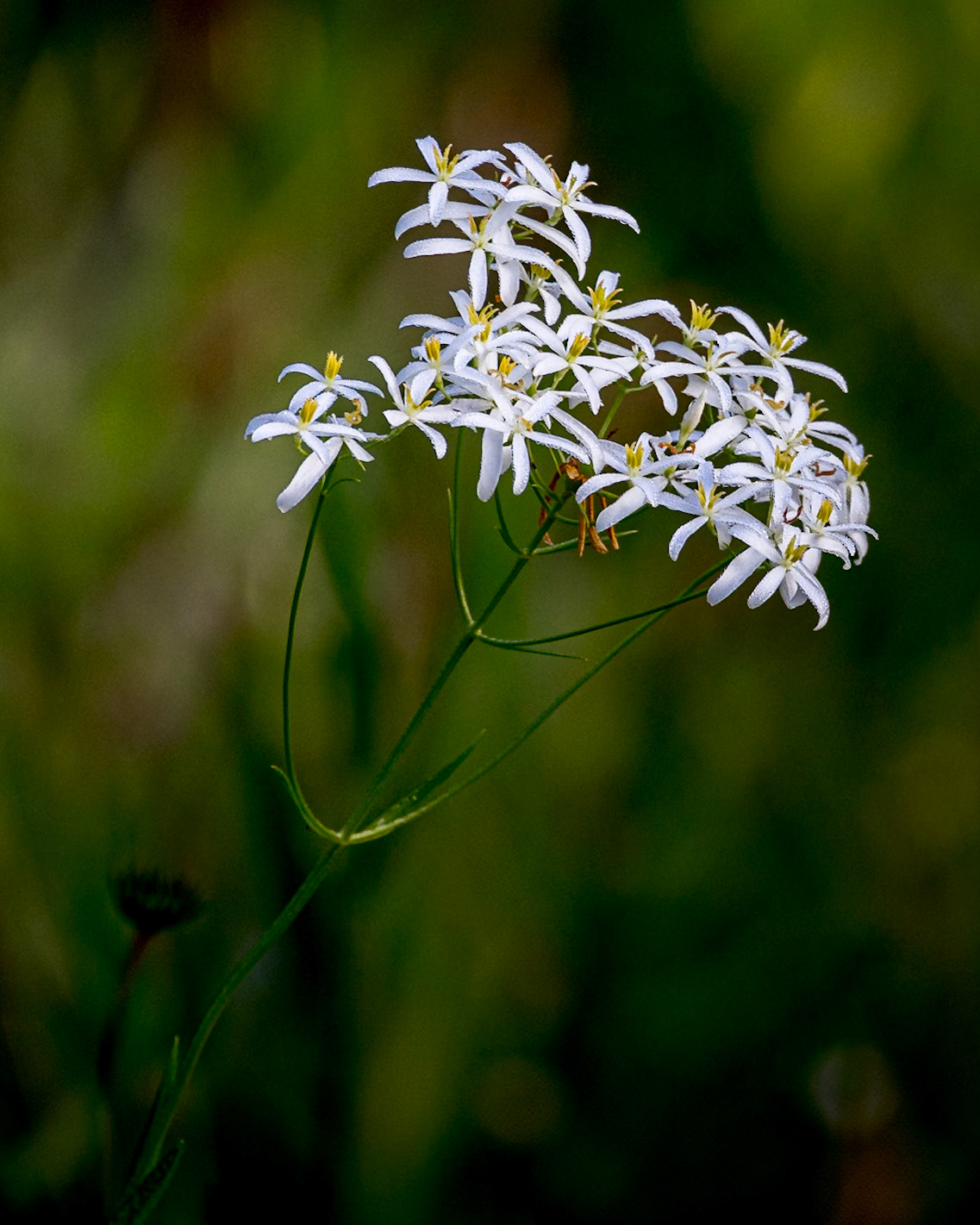 Lanceleaf rose gentian (aka sabatia) 2, Green Swamp Preserve