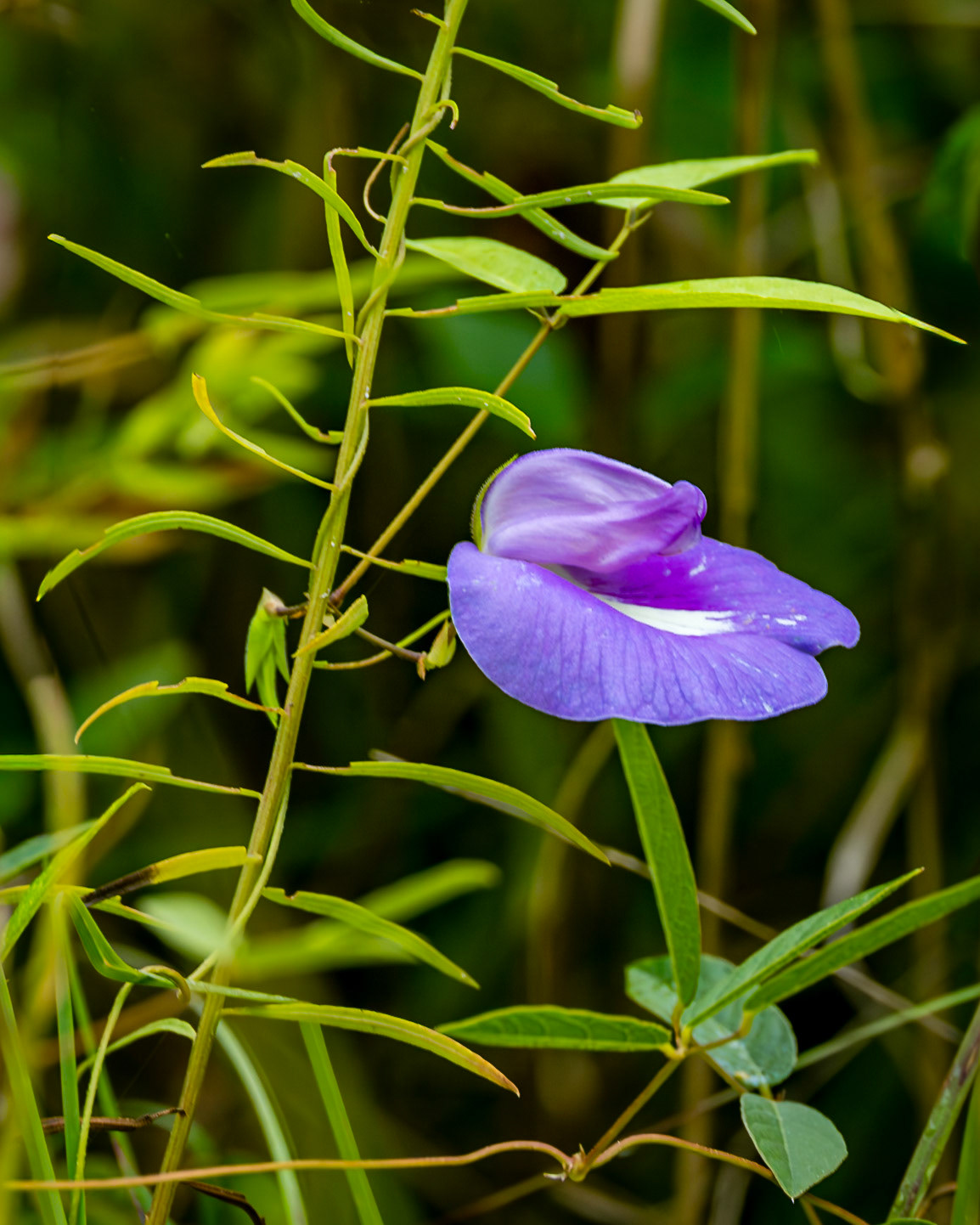 Pea Vine Flower 1, Greater Green Swamp Area