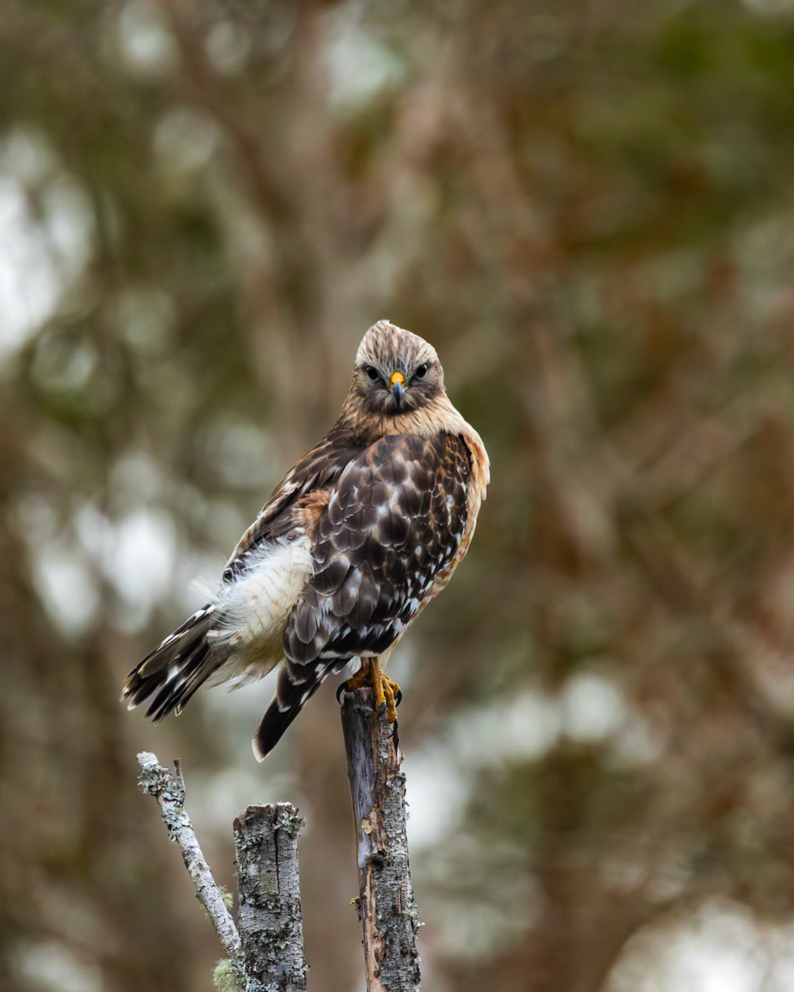 Red shouldered hawk 2, Magnolia Plantation Audubon Swamp Garden