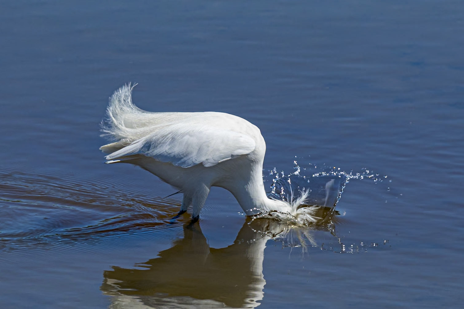 Snowy egret 29, Huntington Beach State Park, SC