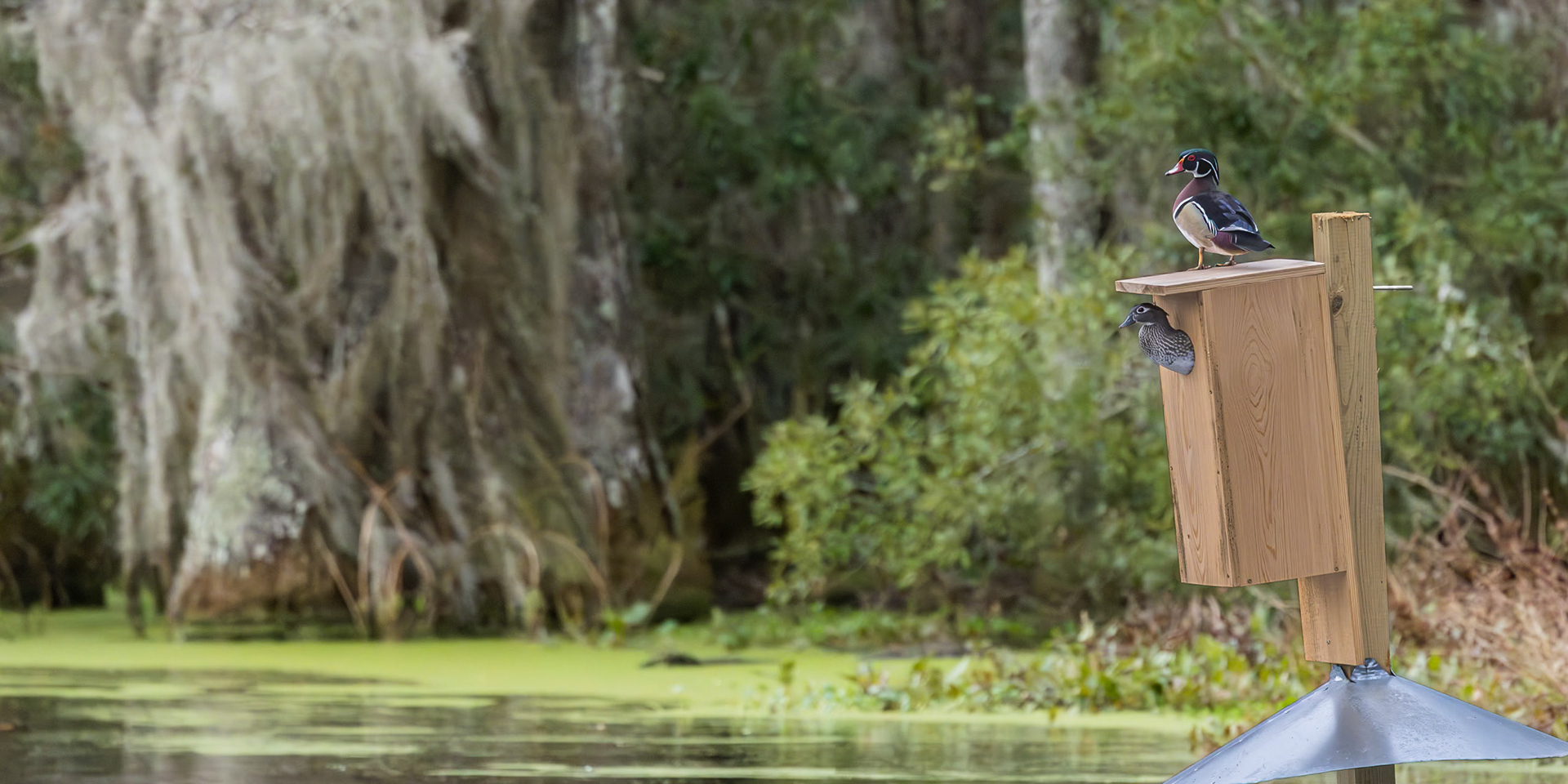 Wood duck 5, Magnolia Plantation Audubon Swamp Garden