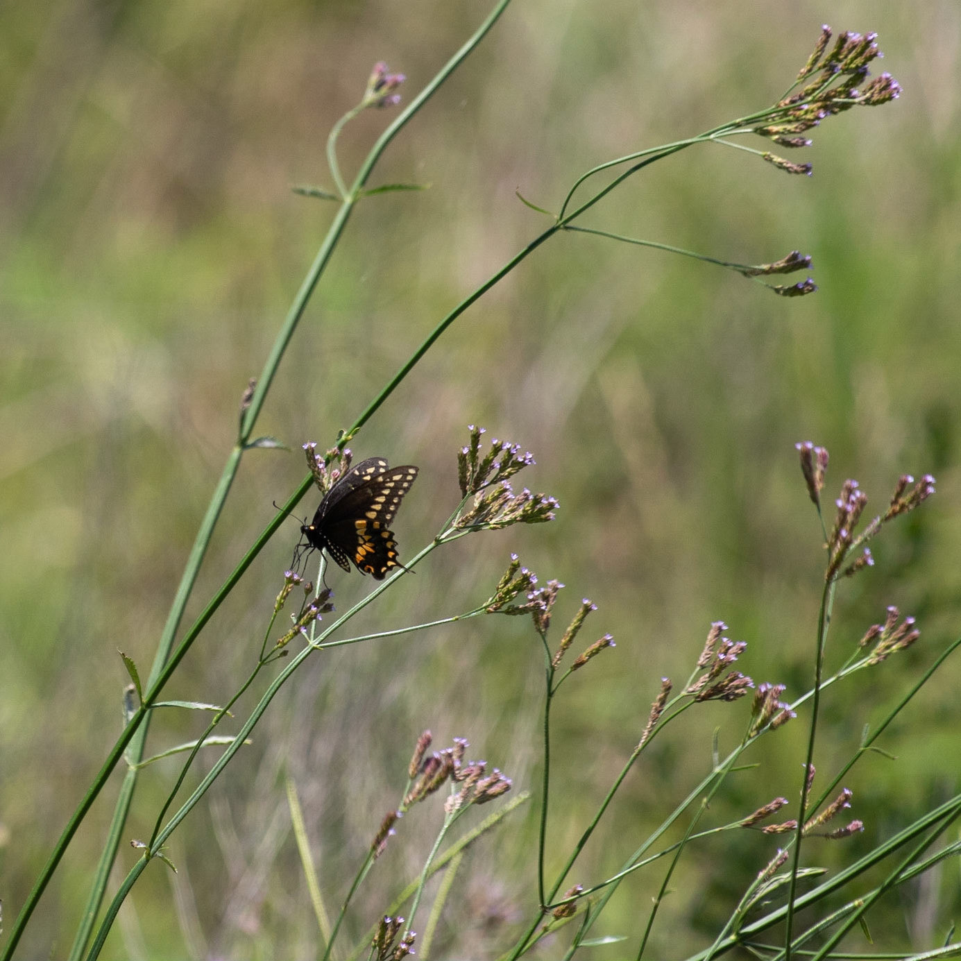 Giant Swallowtail 5, OIB
