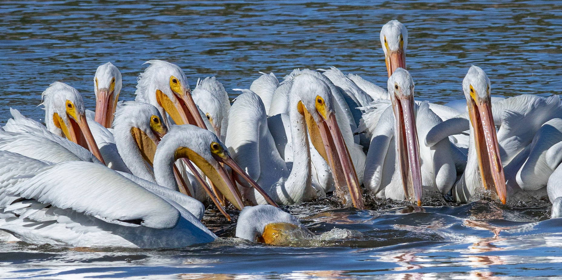 White pelicans 5, Huntington Beach SP, SC