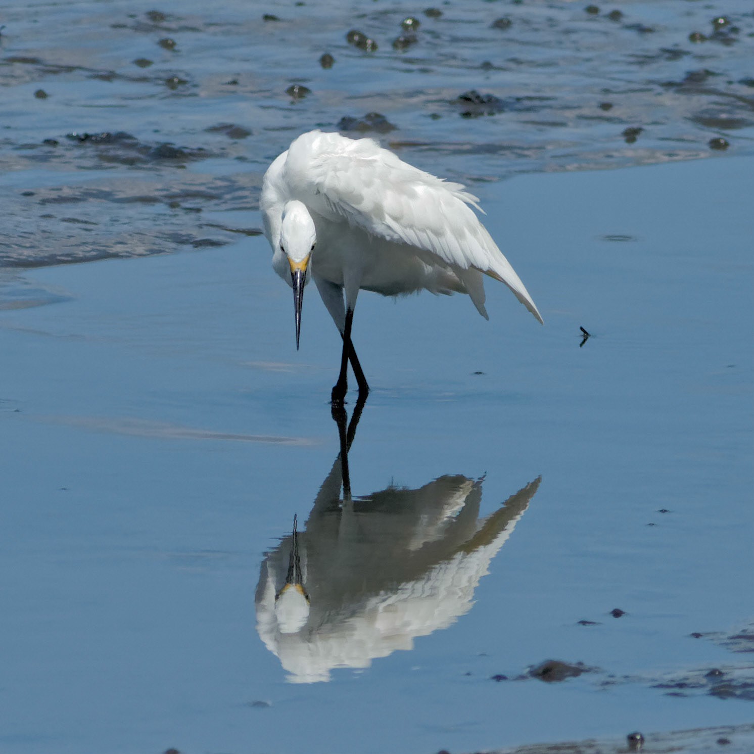 Egret Reflection 1, OIB Chapel Gazebo