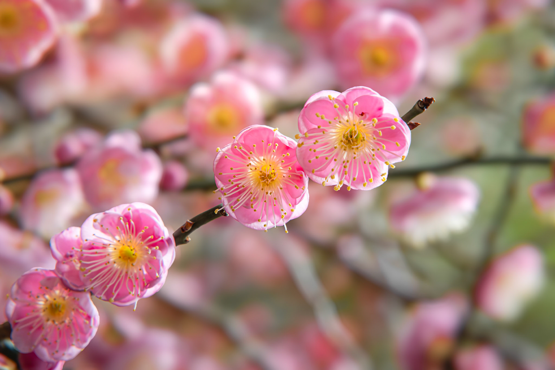 Flowering apricot 3, Airlie Gardens