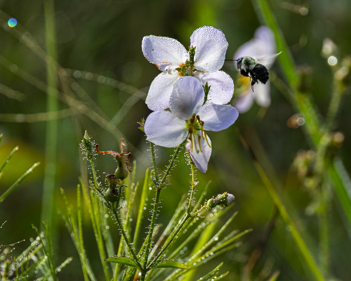 Maryland meadow beauty 2, Greater Green Swamp area