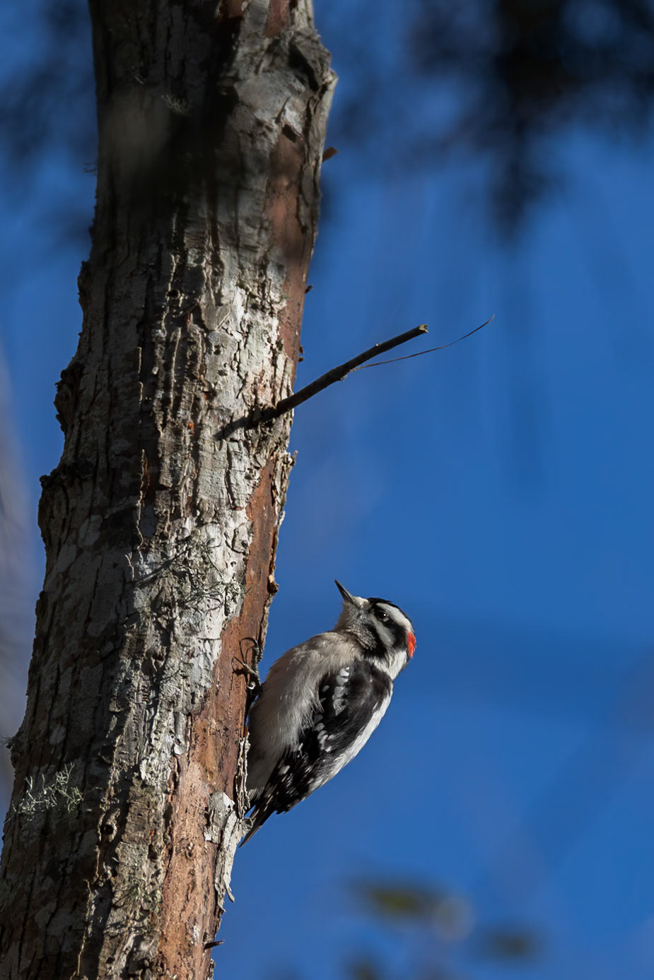 Downy woodpecker 9, Huntington Beach State Park, SC