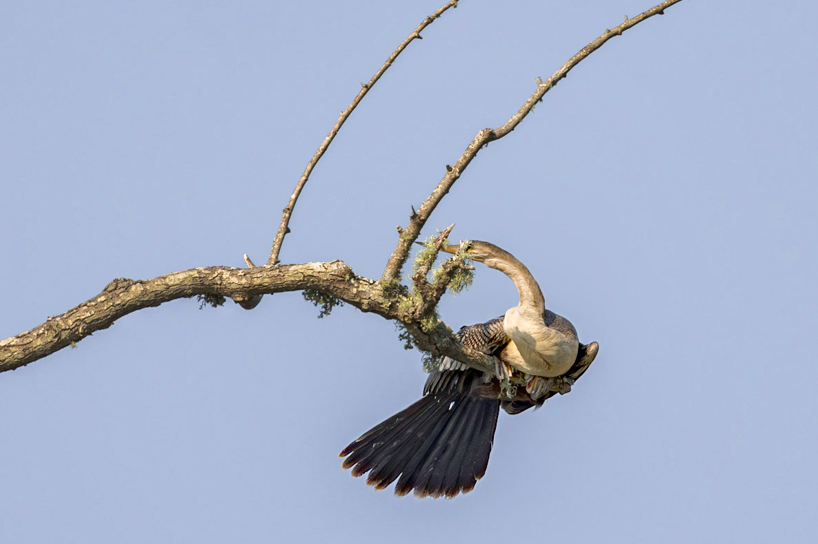 Anhinga 20, Huntington Beach SC