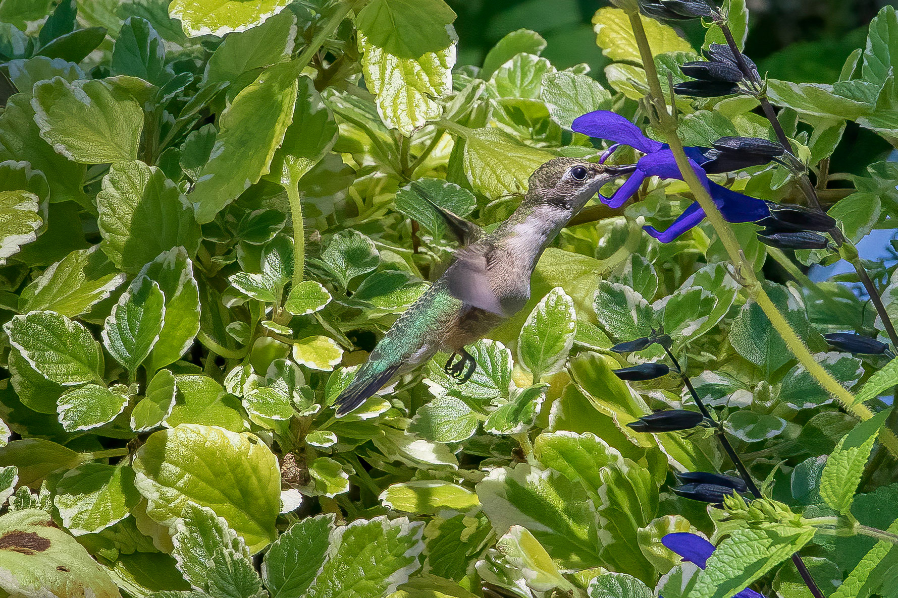 Hummingbird 2, Brunswick County Botanical Gardens