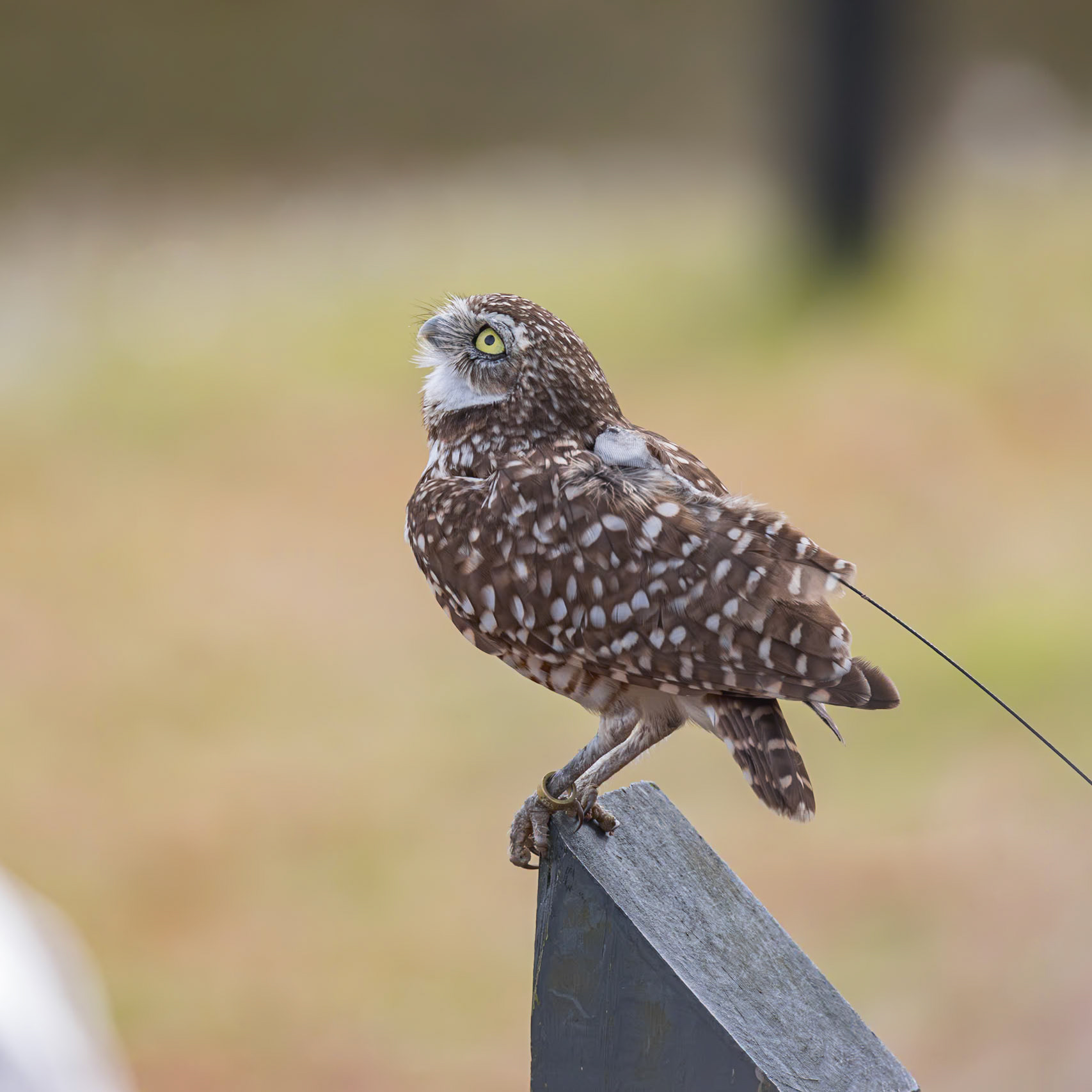 Burrowing owl 3, Center for Birds of Prey, Awendaw, SC