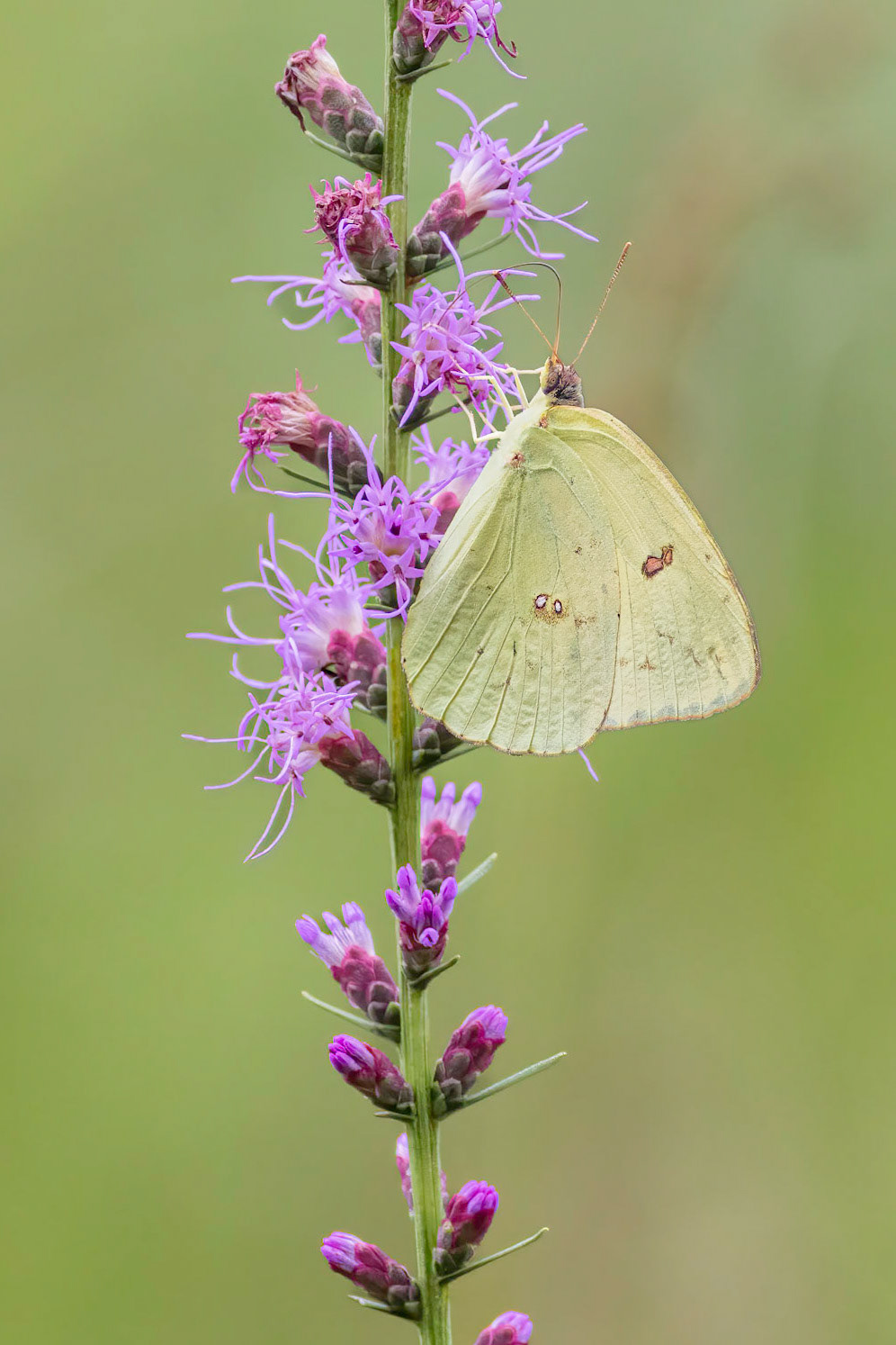 Dense blazing star with cloudless sulfur 3, Green Swamp area