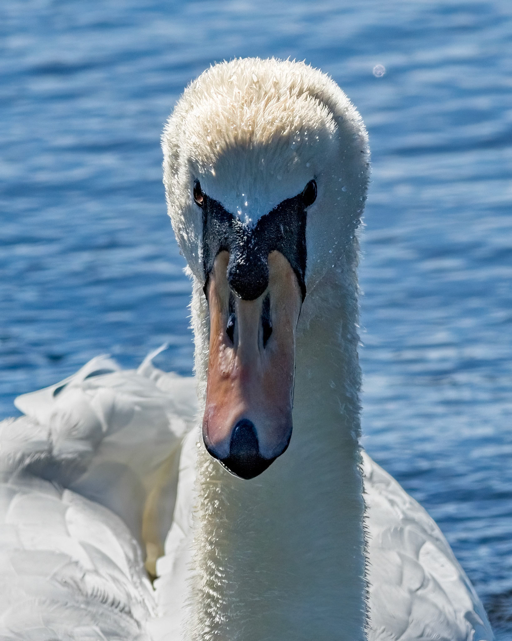 Mute swan 5, Huntington Beach State Park, SC