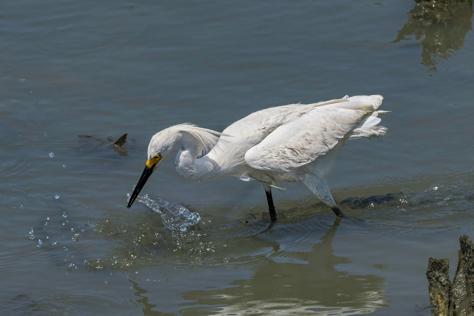Snowy egret 16, OIB gazebo behind chapel