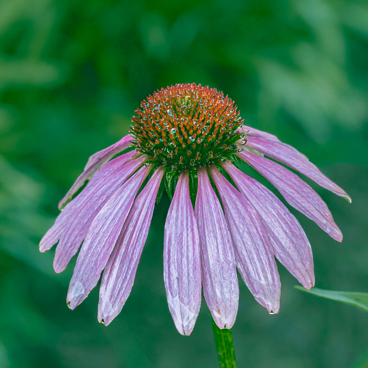 Coneflower 8, Brunswick County Botanical garden