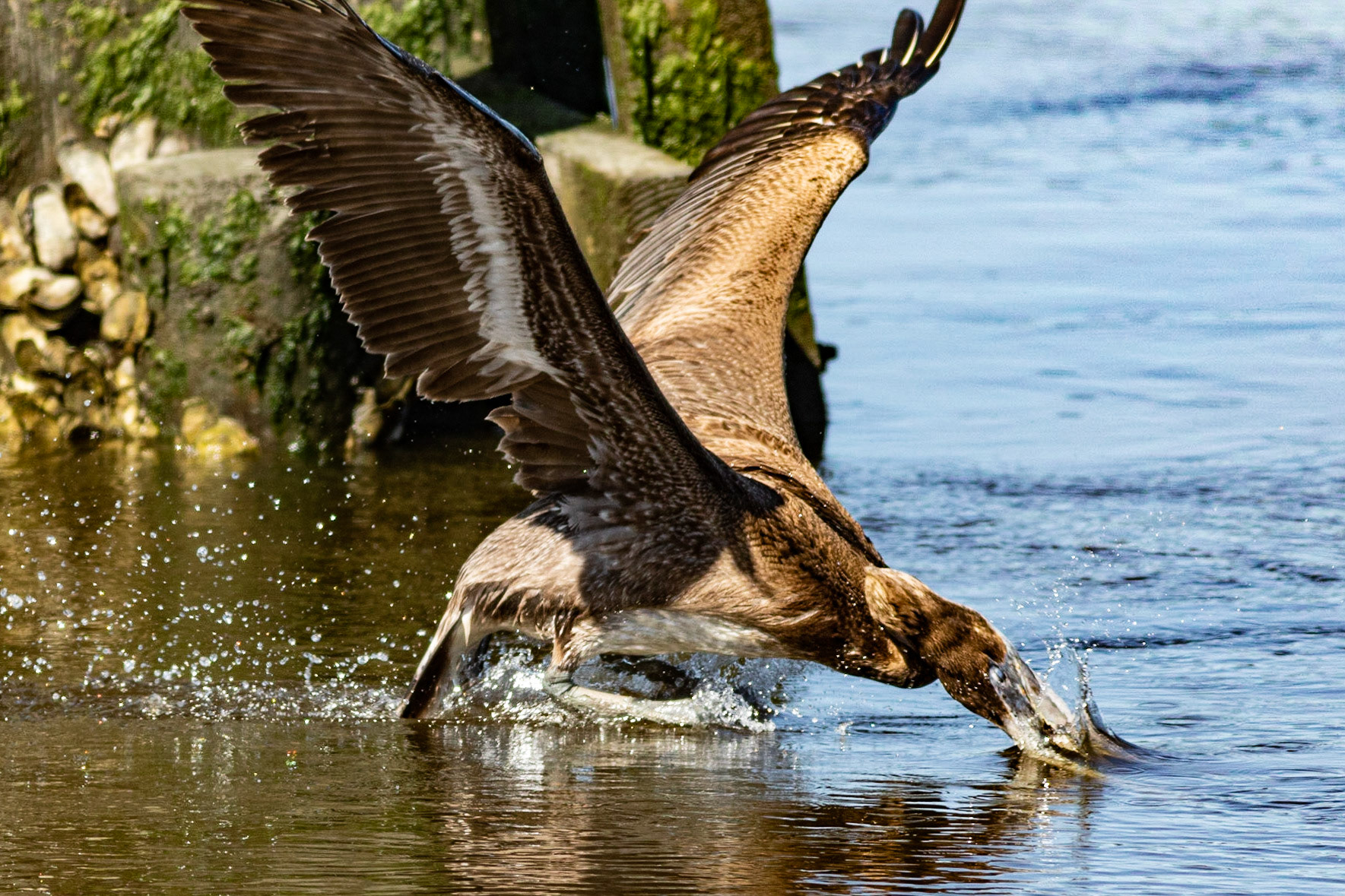 Pelicans 31, Huntington Beach State Park, SC