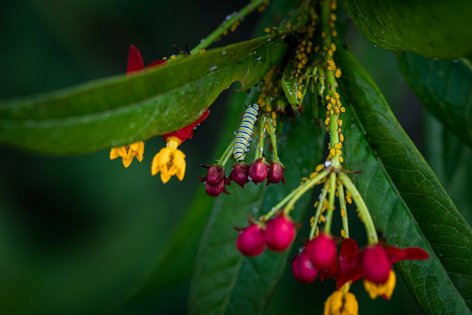 Monarch Caterpillar 4, Private home in Calabash, NC