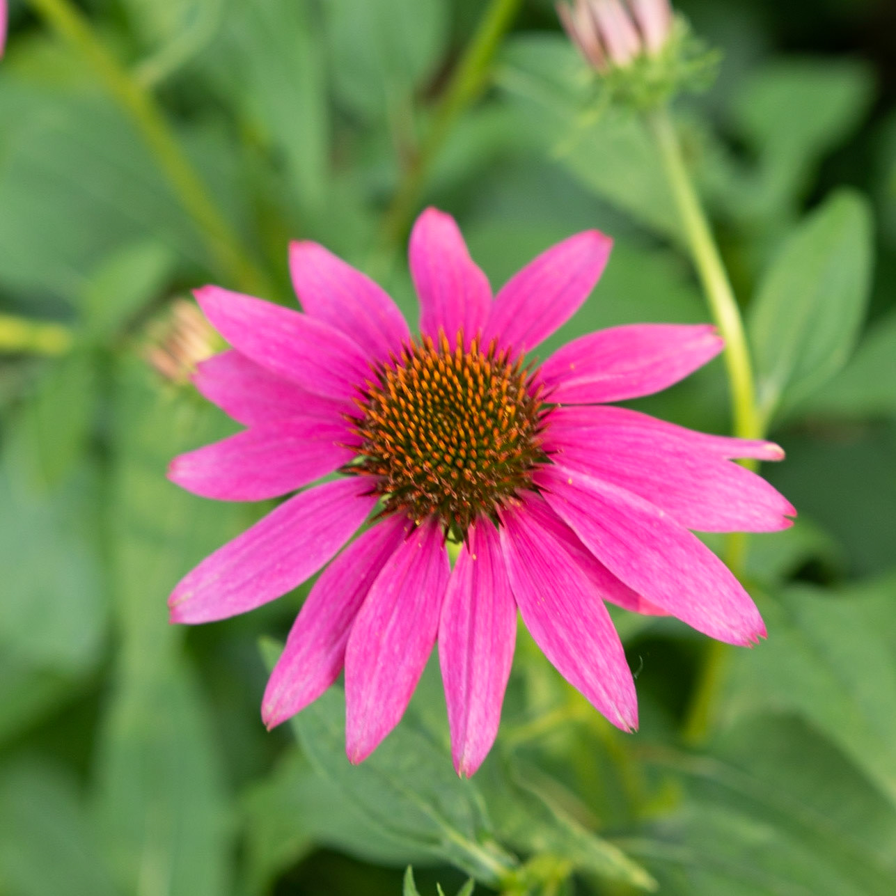 Fearrington Village, NC 19