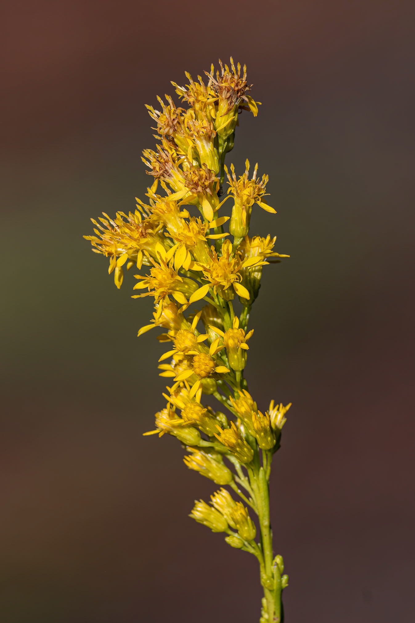 unsure, Green Swamp Preserve