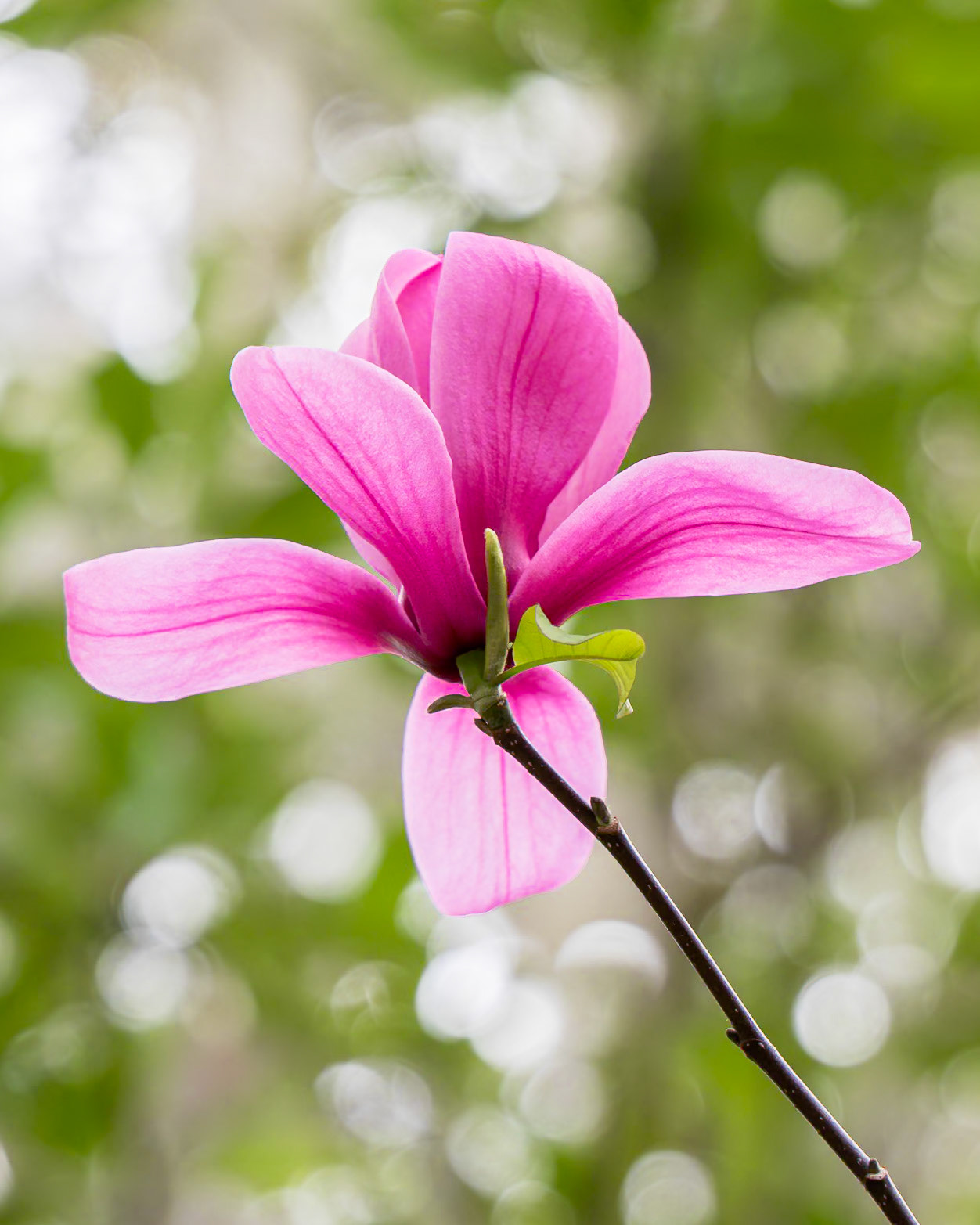 Tulip Magnolia 1, Magnolia Plantation, Charleston, SC