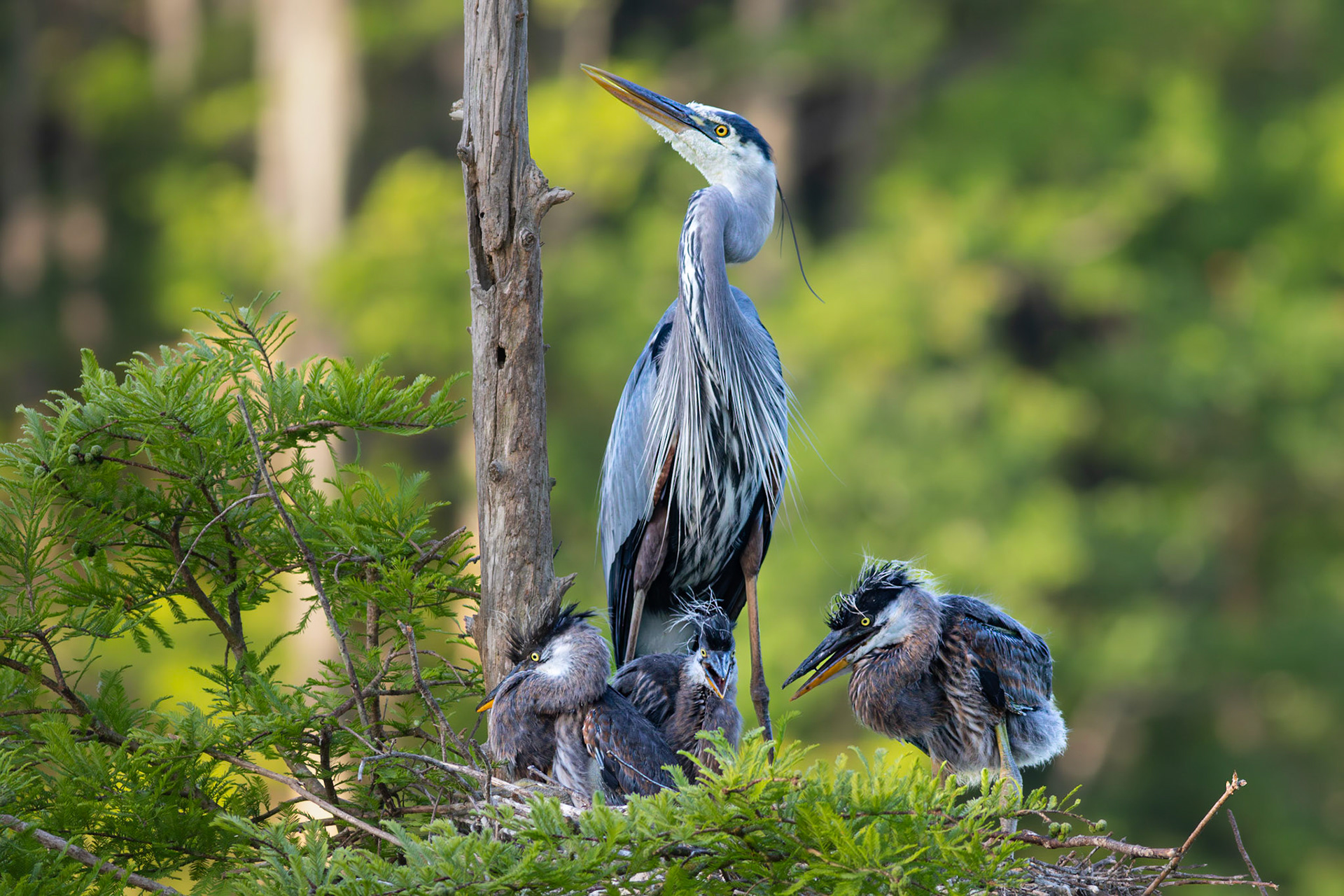 Great blue heron 84, Magnolia Plantation and Gardens